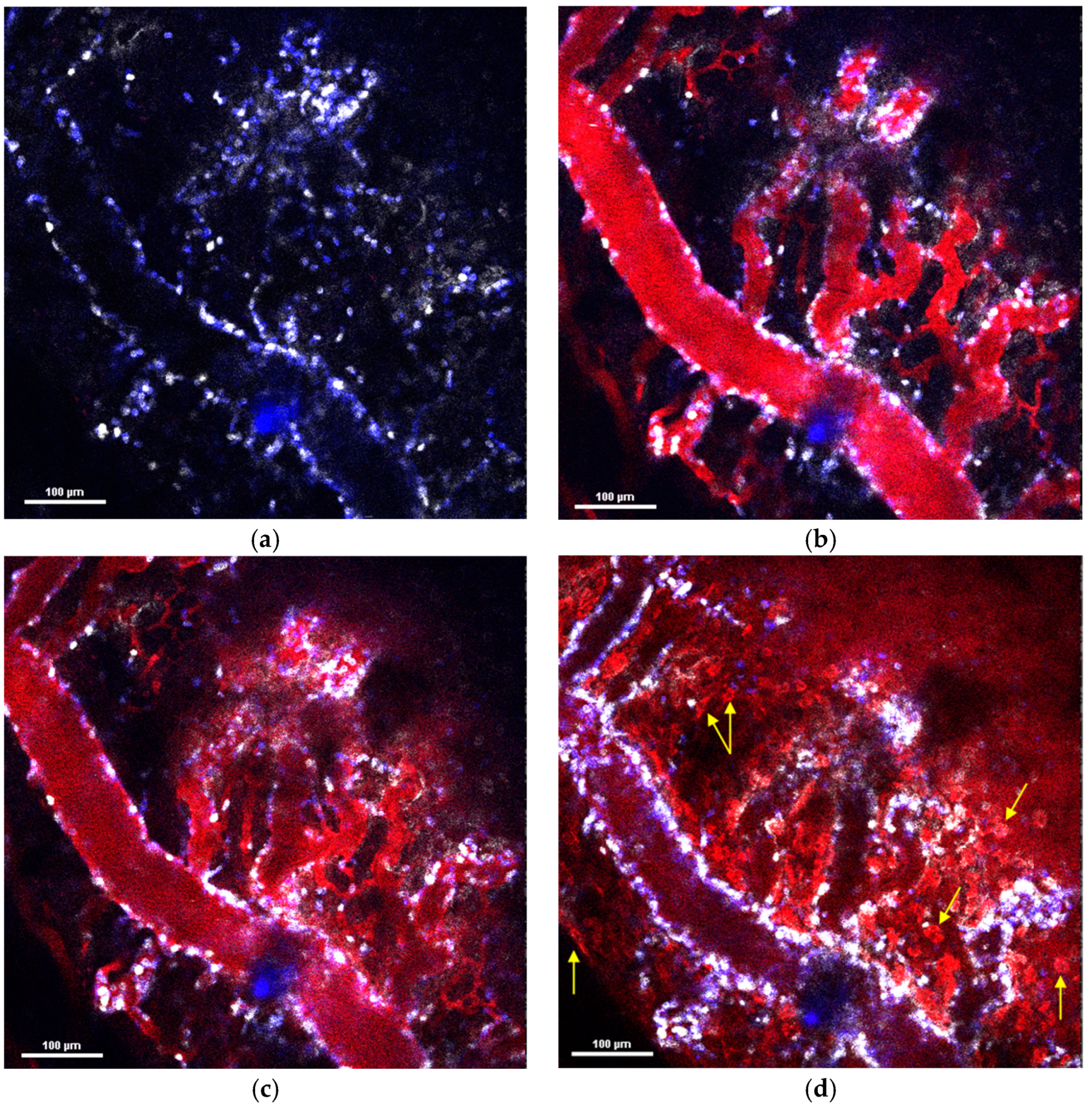 Pharmaceuticals 16 01564 g003