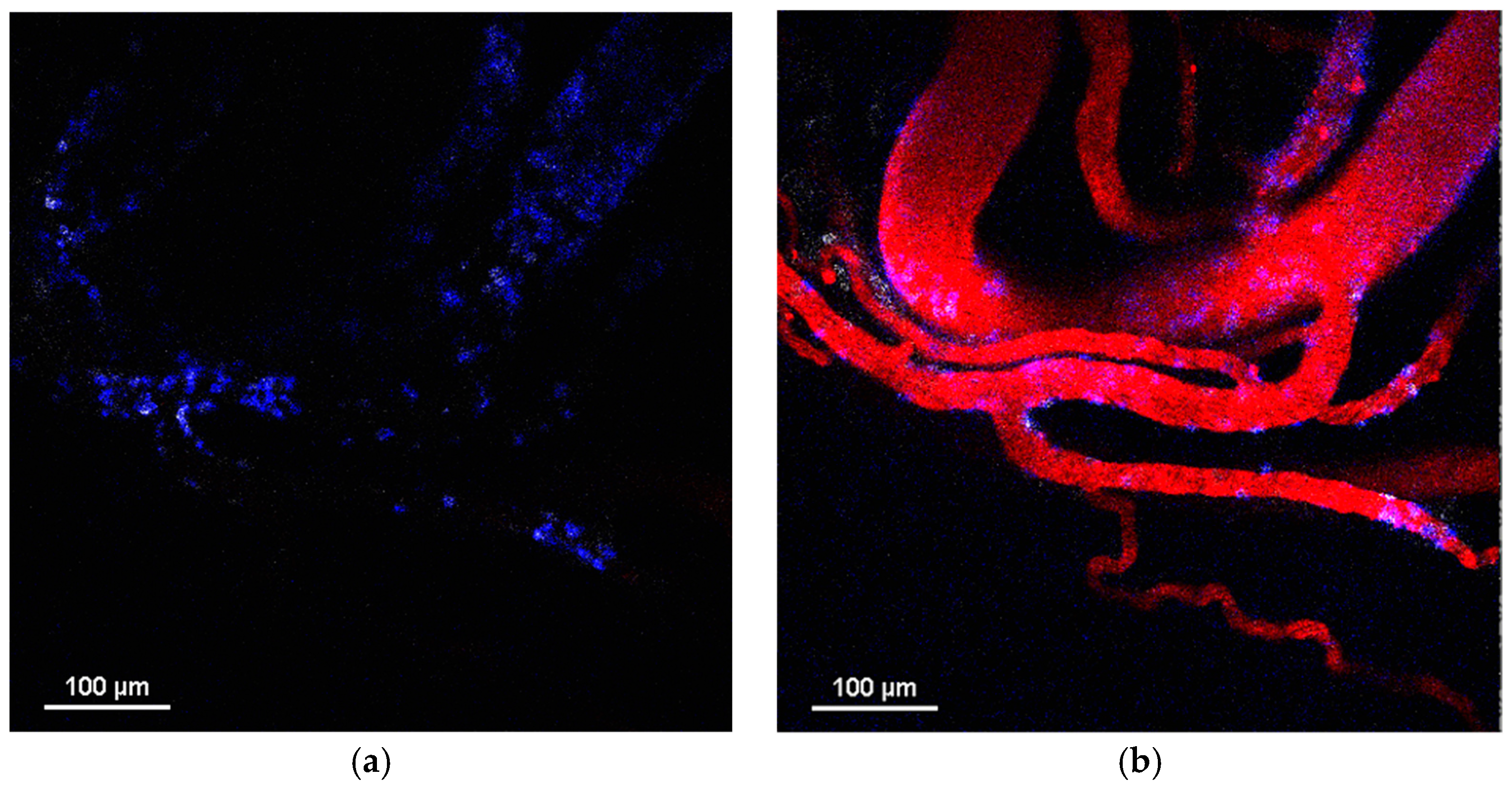 Pharmaceuticals 16 01564 g004a