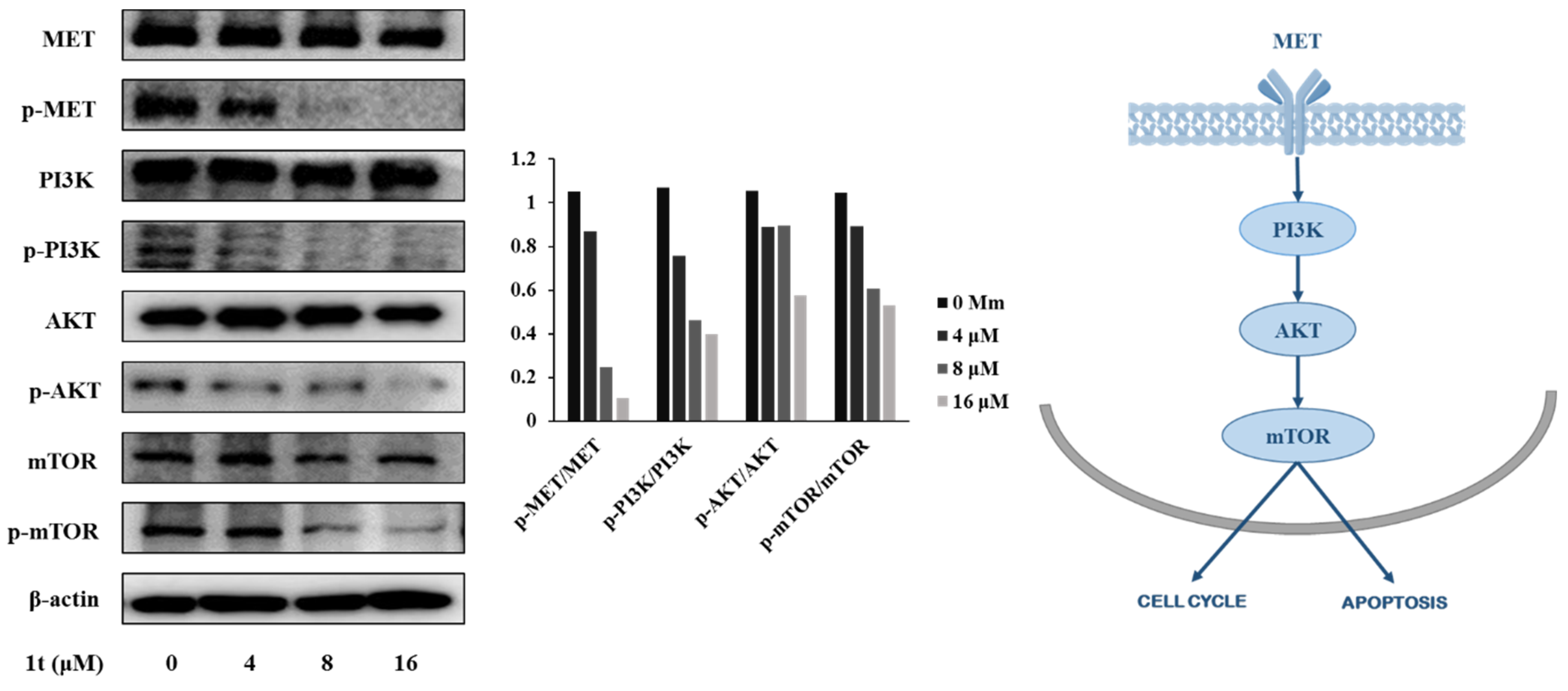 Pharmaceuticals 16 01597 g013