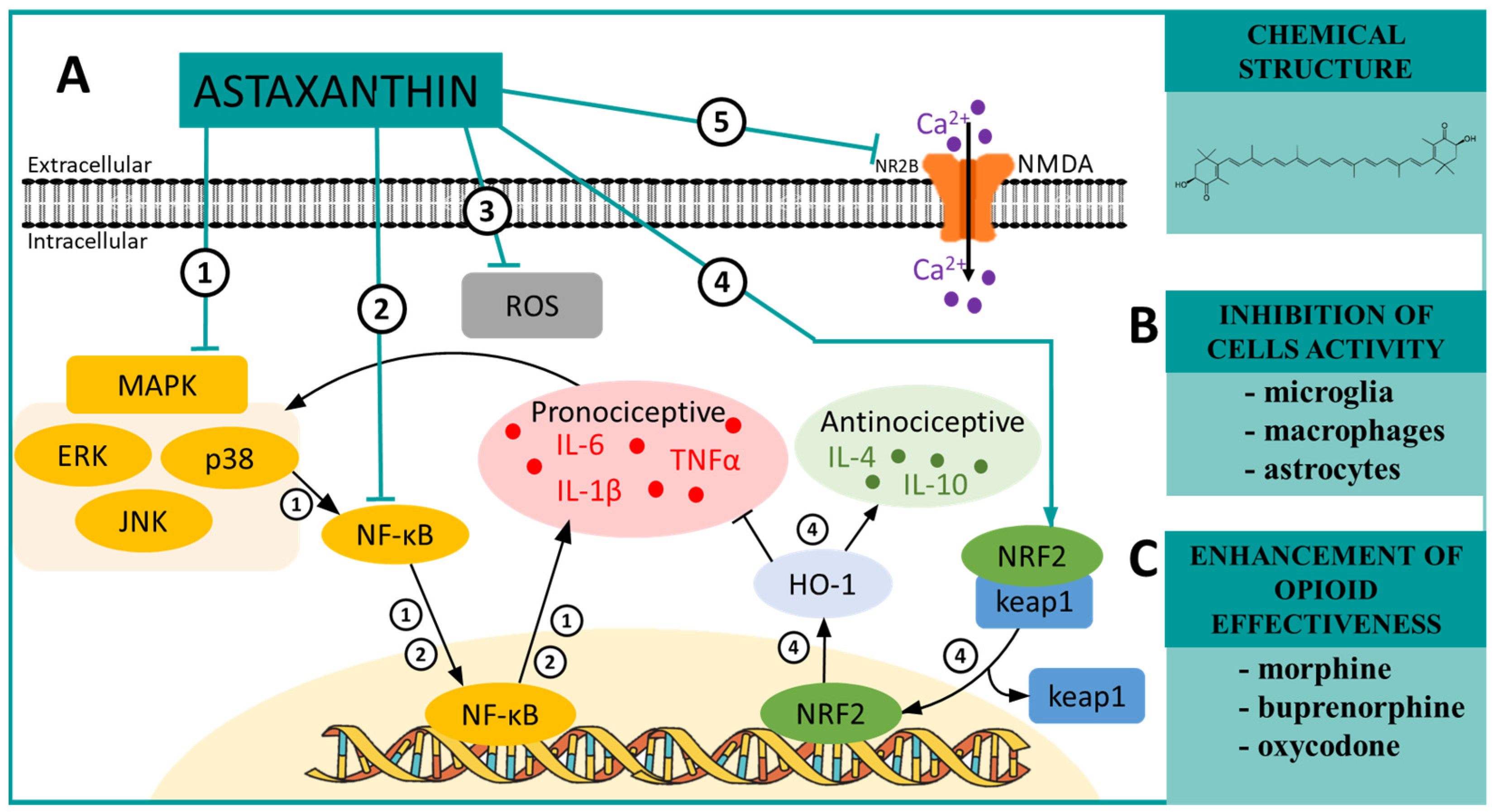 Pharmaceuticals 16 01624 sch002 Pharmaceuticals 16 01624 sch002