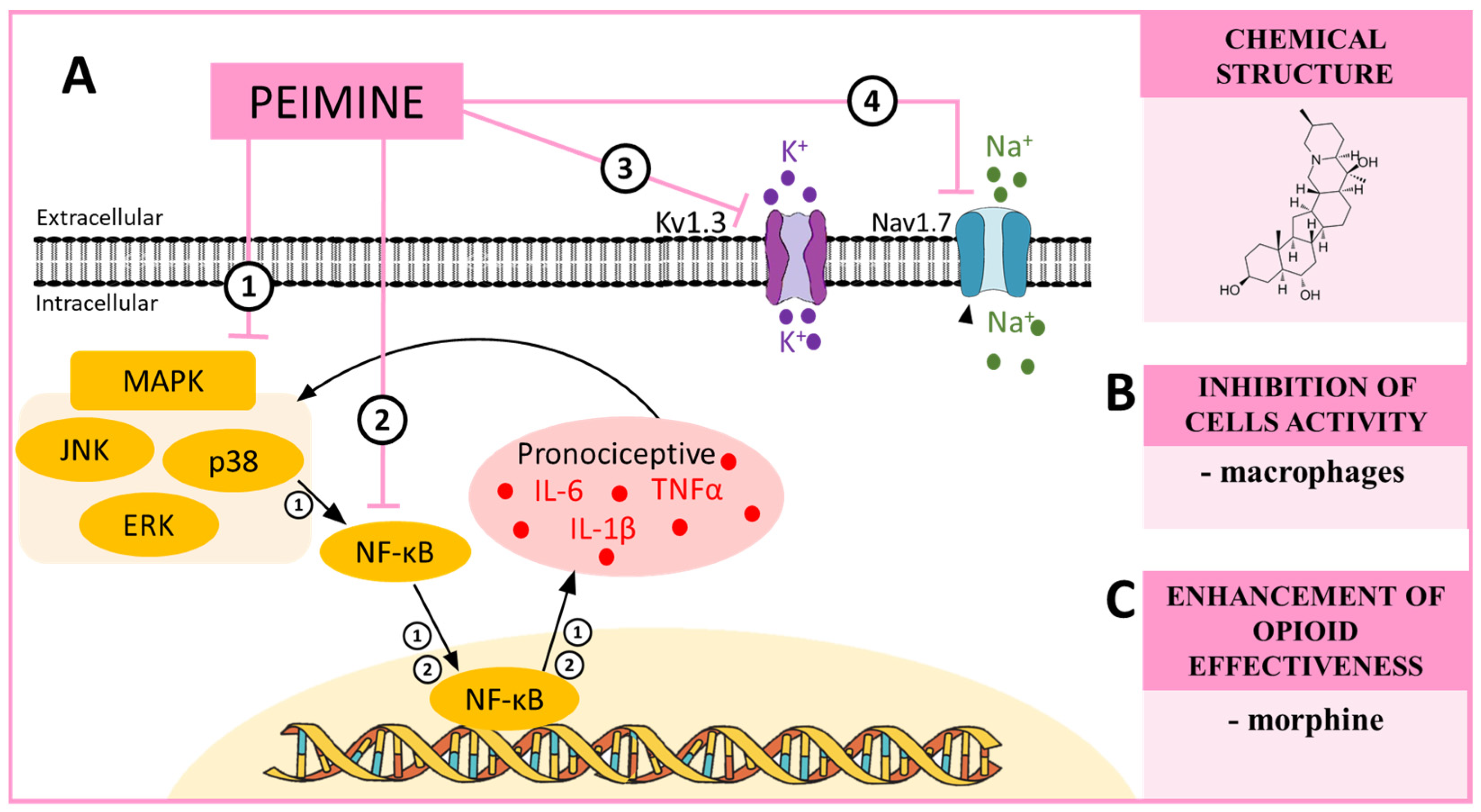 Pharmaceuticals 16 01624 sch003 Pharmaceuticals 16 01624 sch003