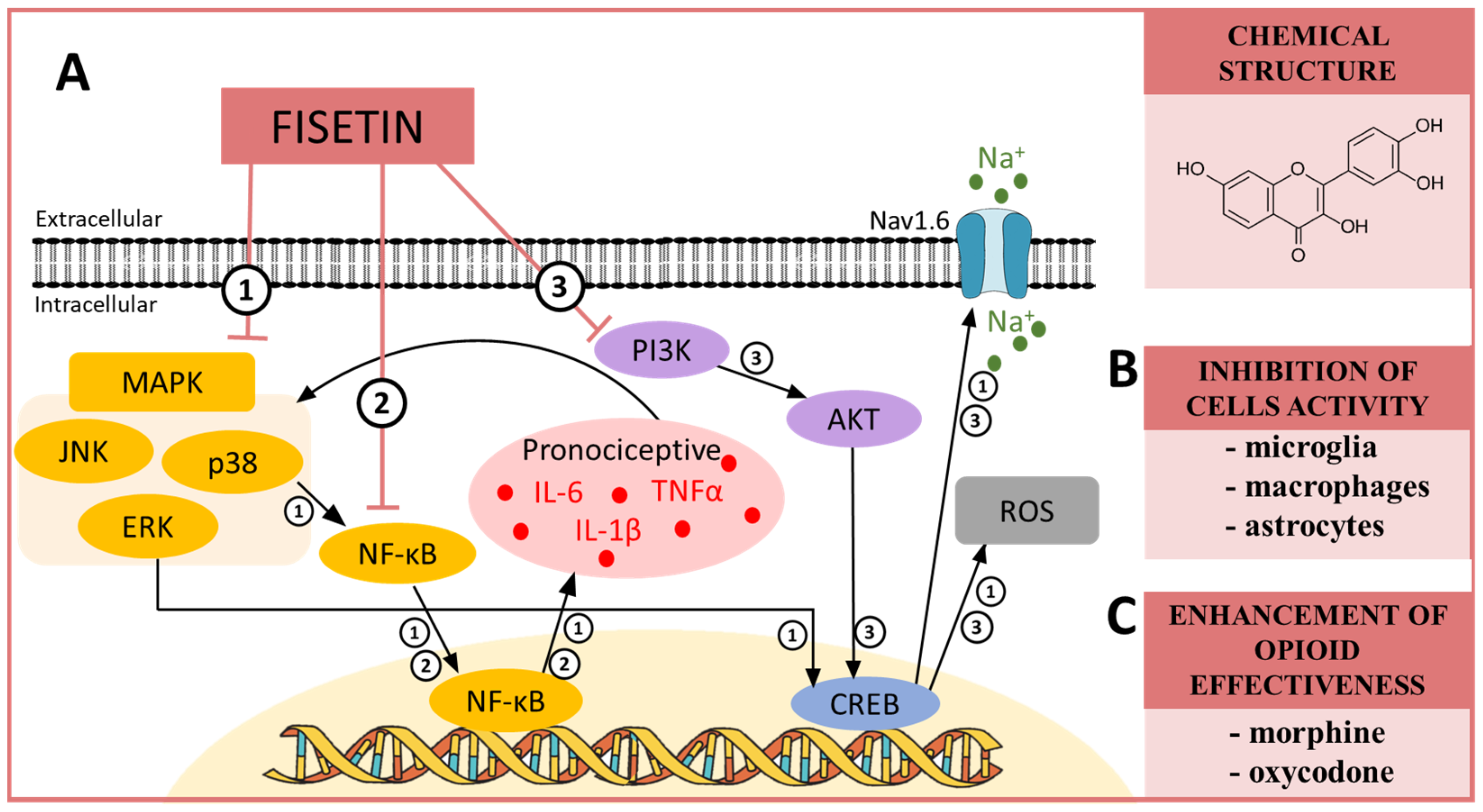 Pharmaceuticals 16 01624 sch004 Pharmaceuticals 16 01624 sch004