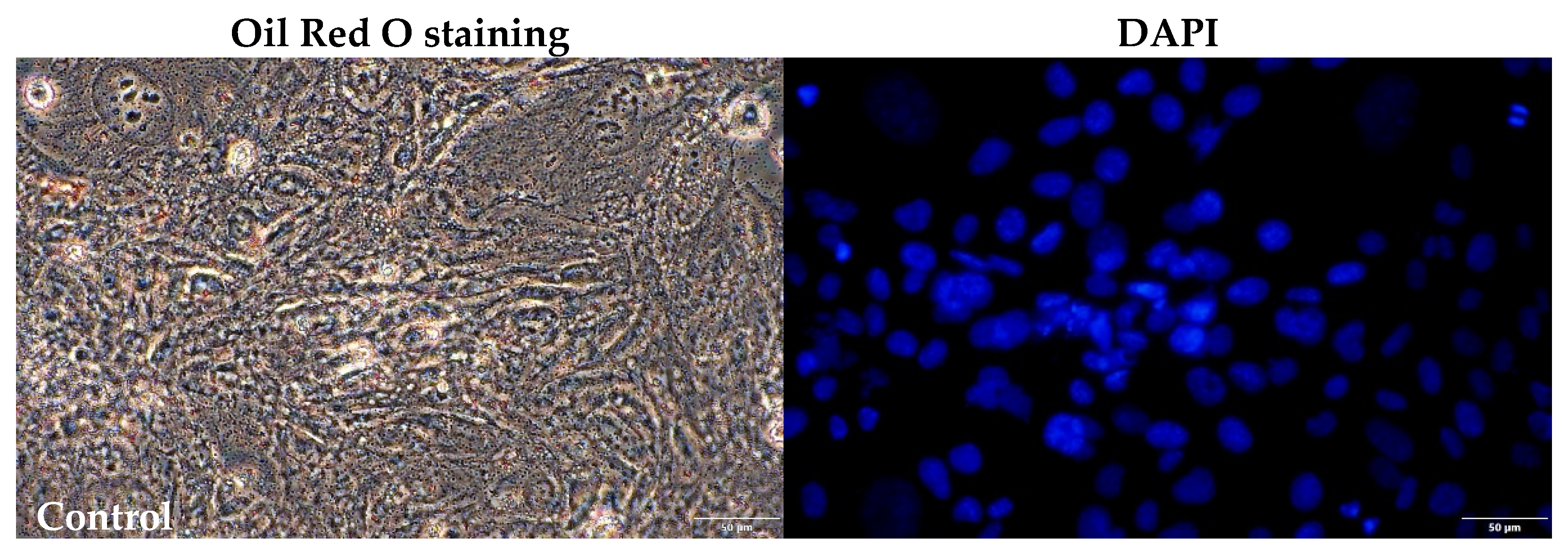 Pharmaceuticals 16 01661 g008a