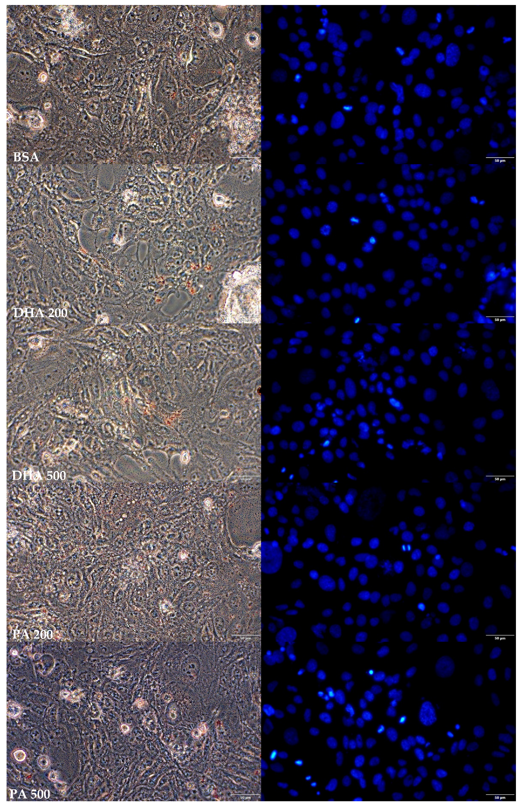 Pharmaceuticals 16 01661 g008b