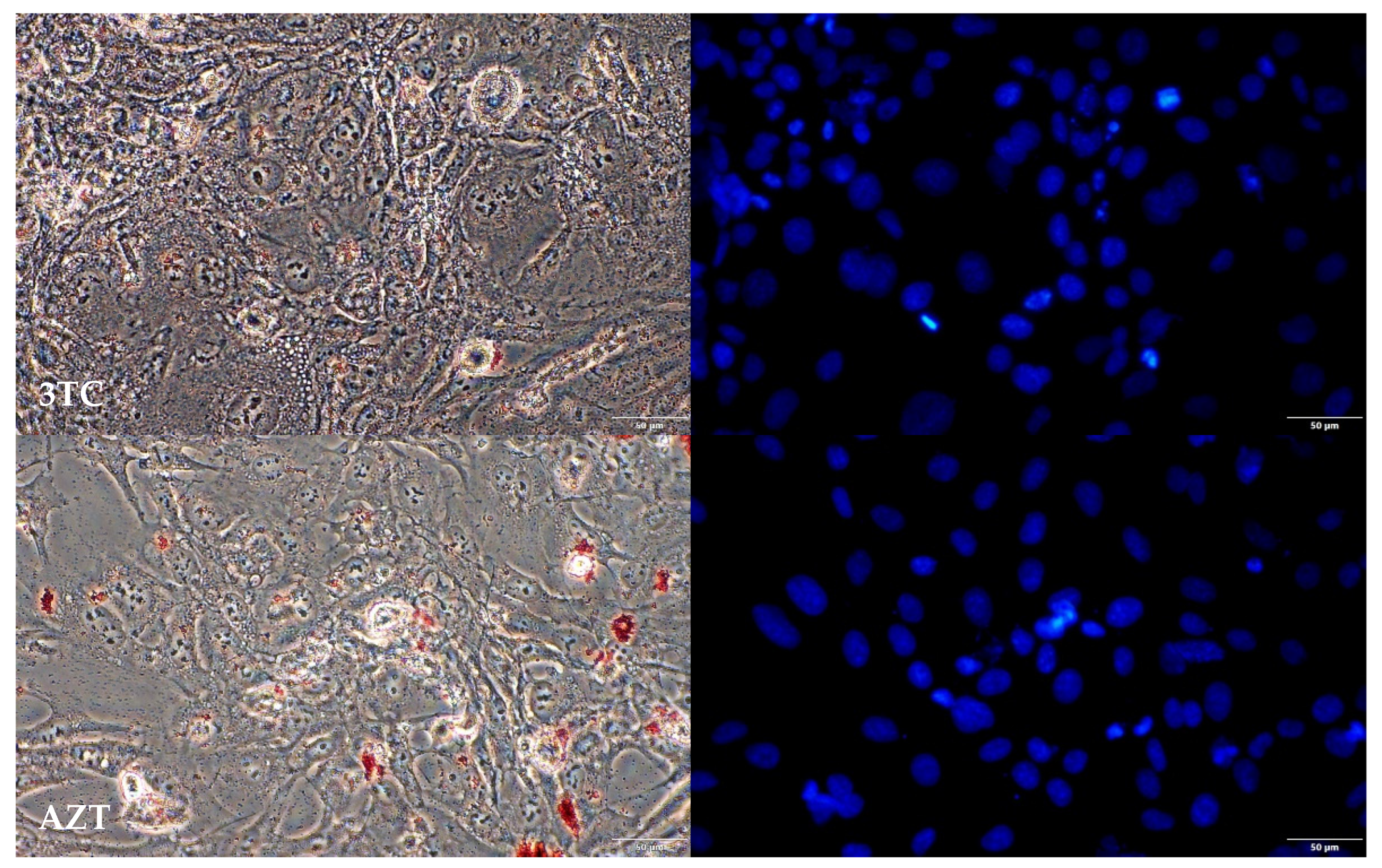 Pharmaceuticals 16 01661 g008c