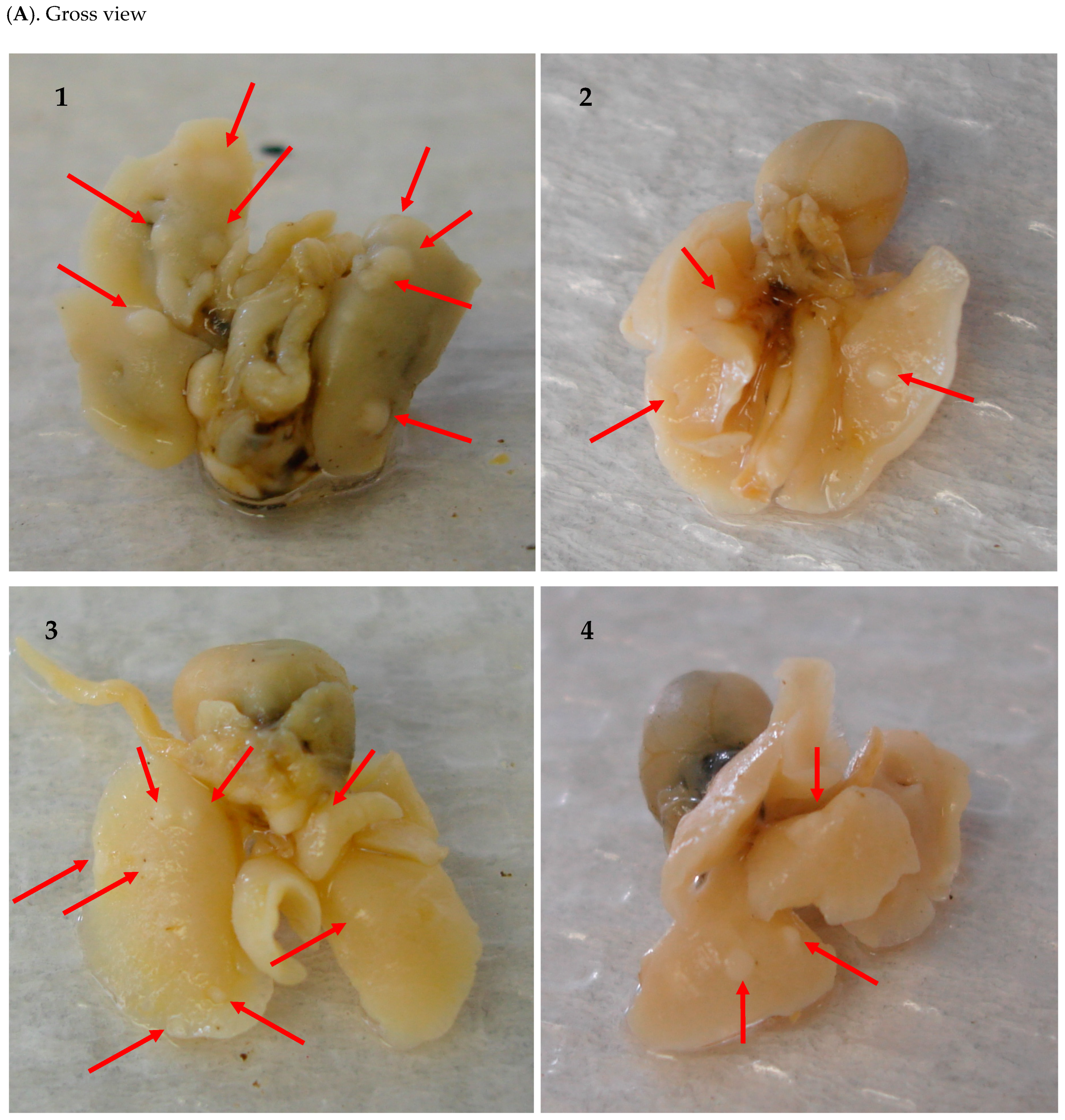 Pharmaceuticals 16 01666 g002a