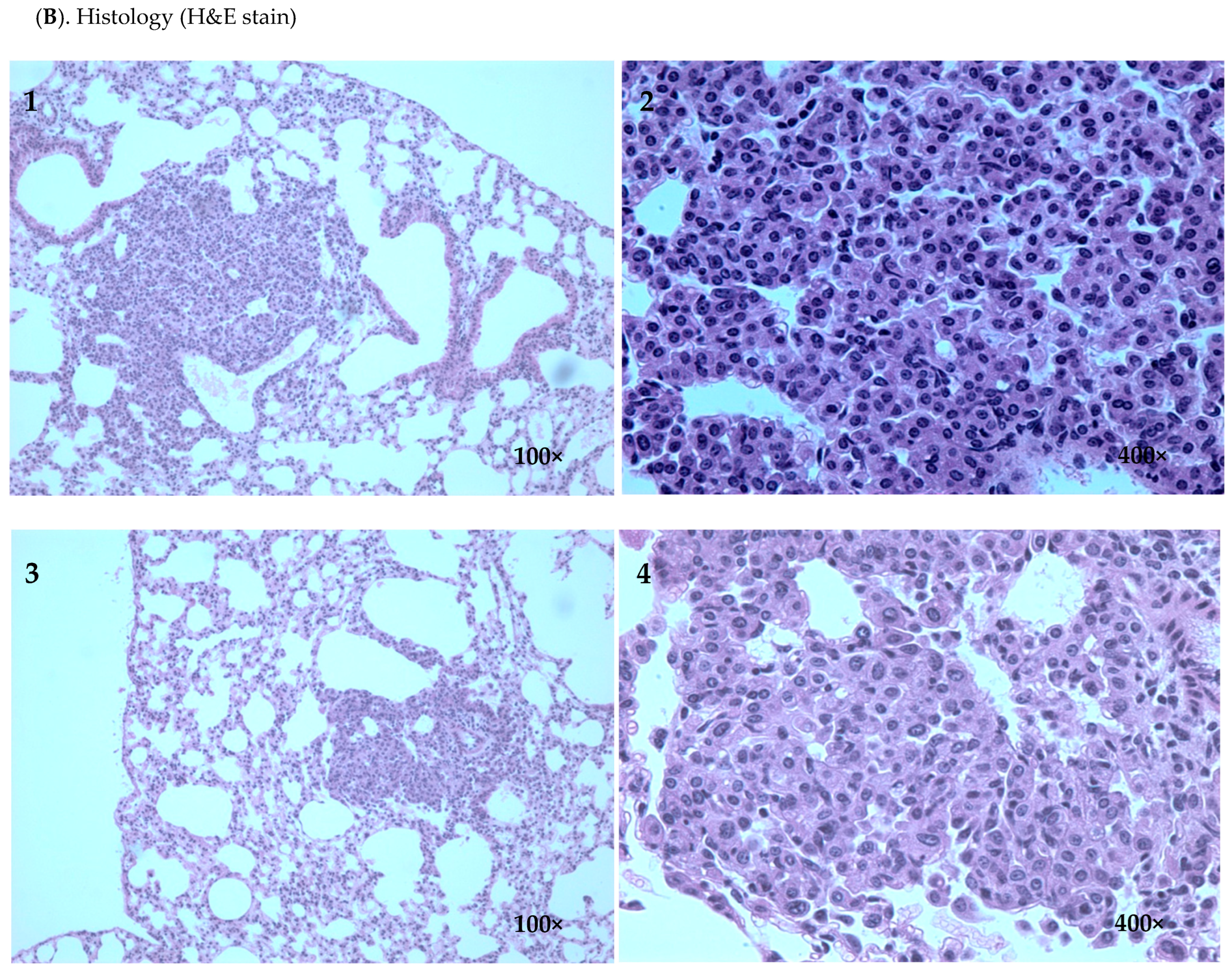 Pharmaceuticals 16 01666 g002b