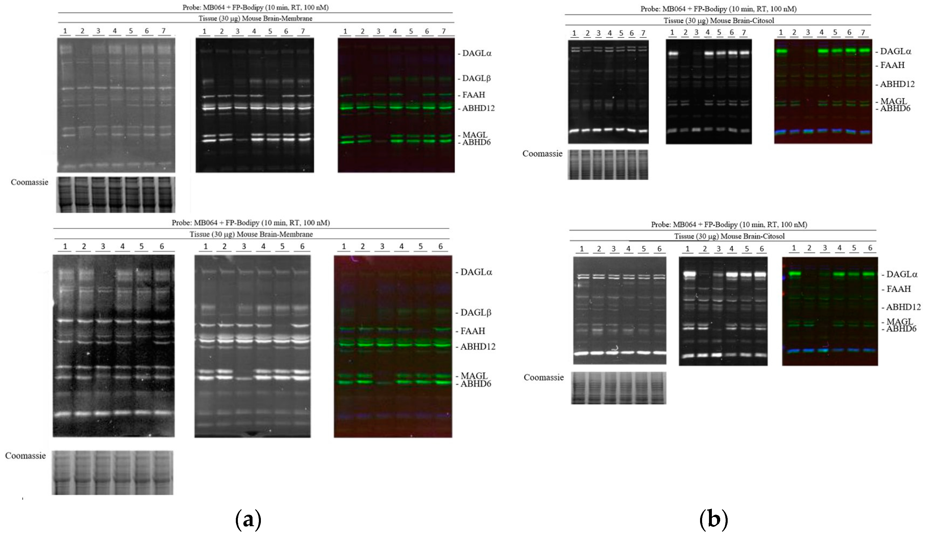 Pharmaceuticals 16 01678 g004