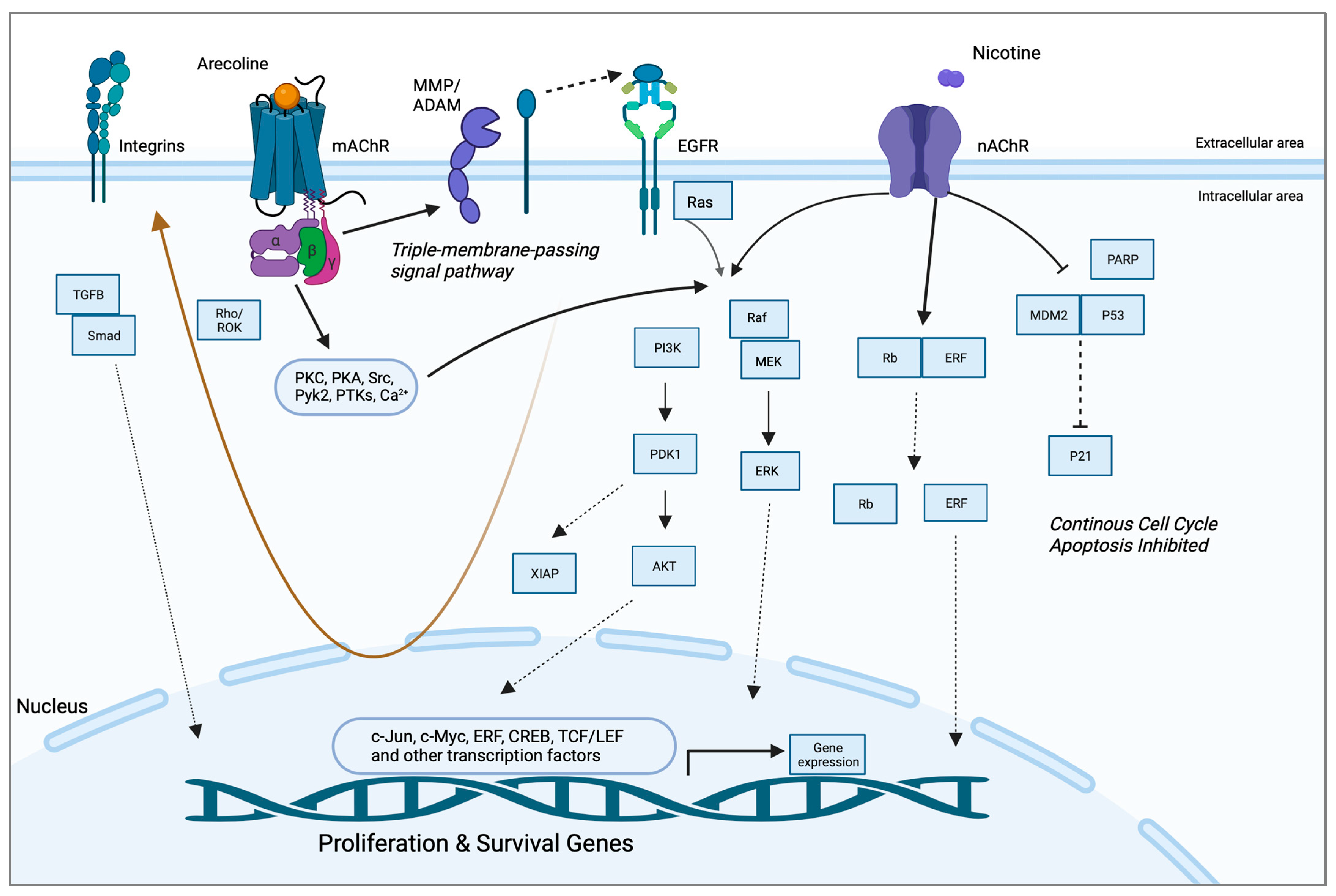 Pharmaceuticals 16 01684 g002 Pharmaceuticals 16 01684 g002