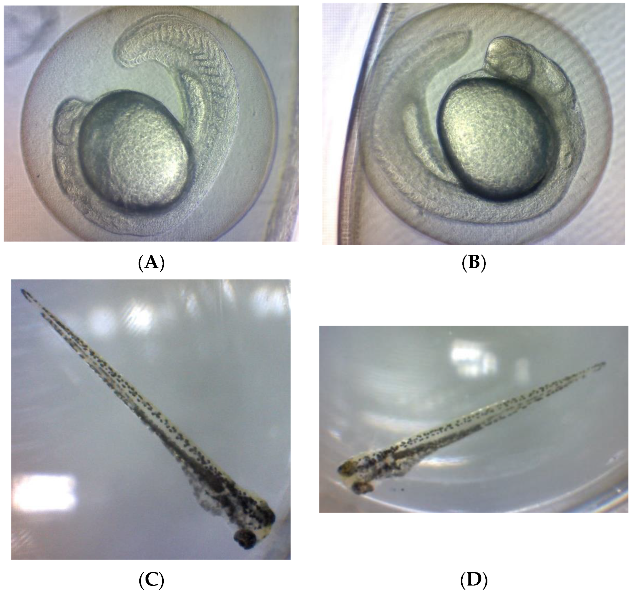 Pharmaceuticals 16 01692 g004