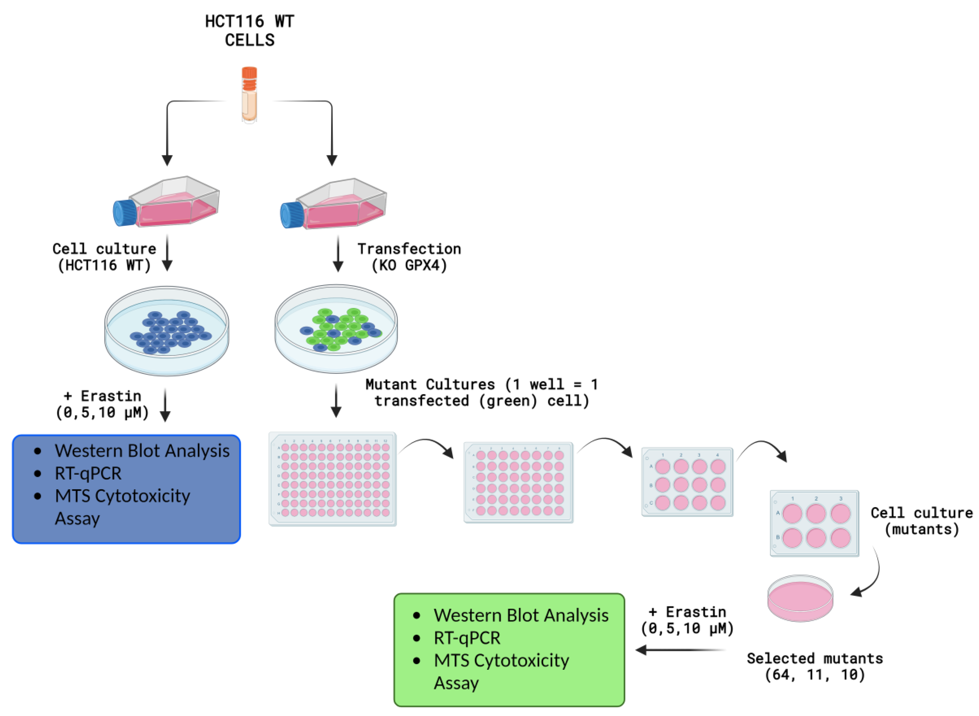 Pharmaceuticals 16 01710 g001