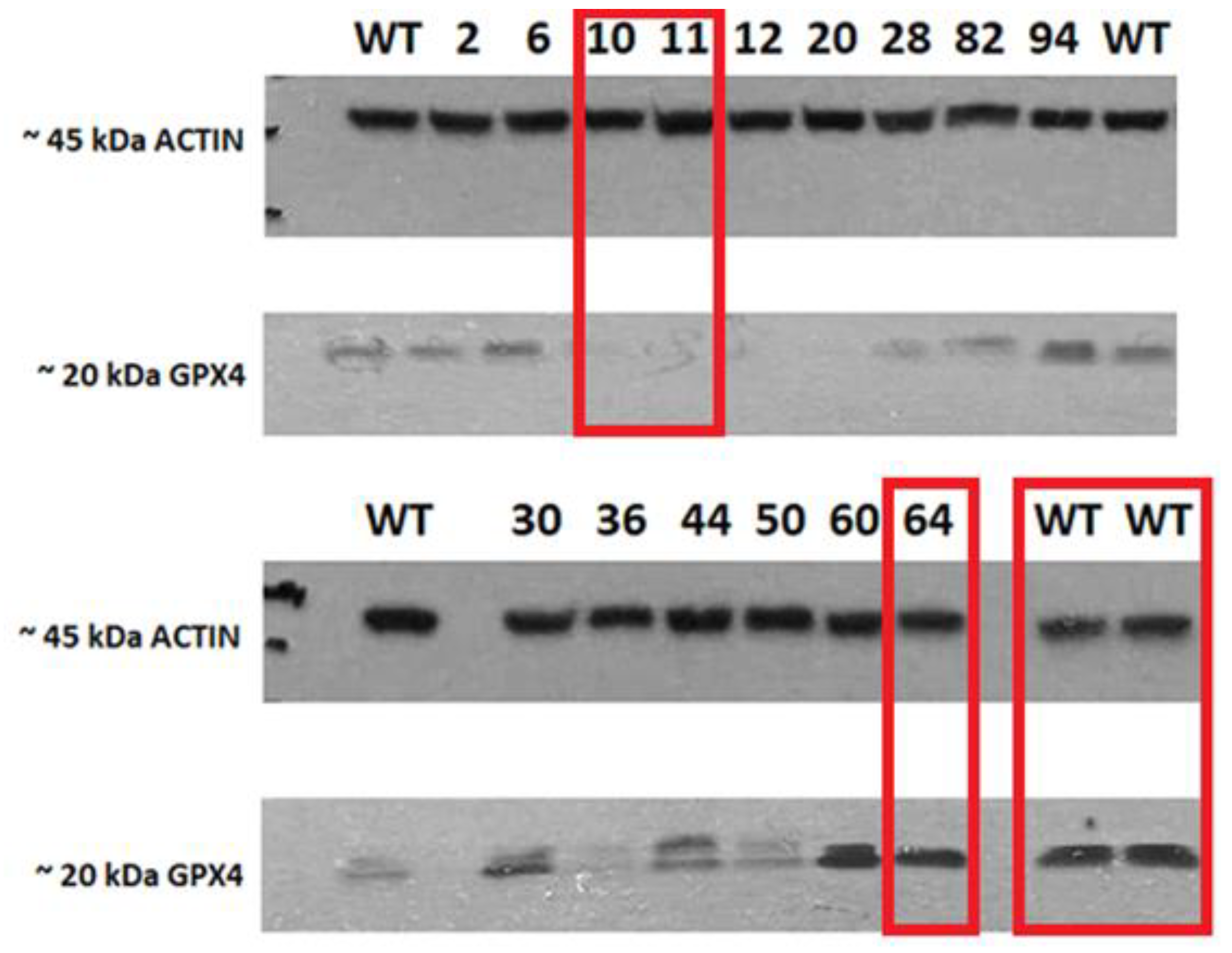 Pharmaceuticals 16 01710 g002