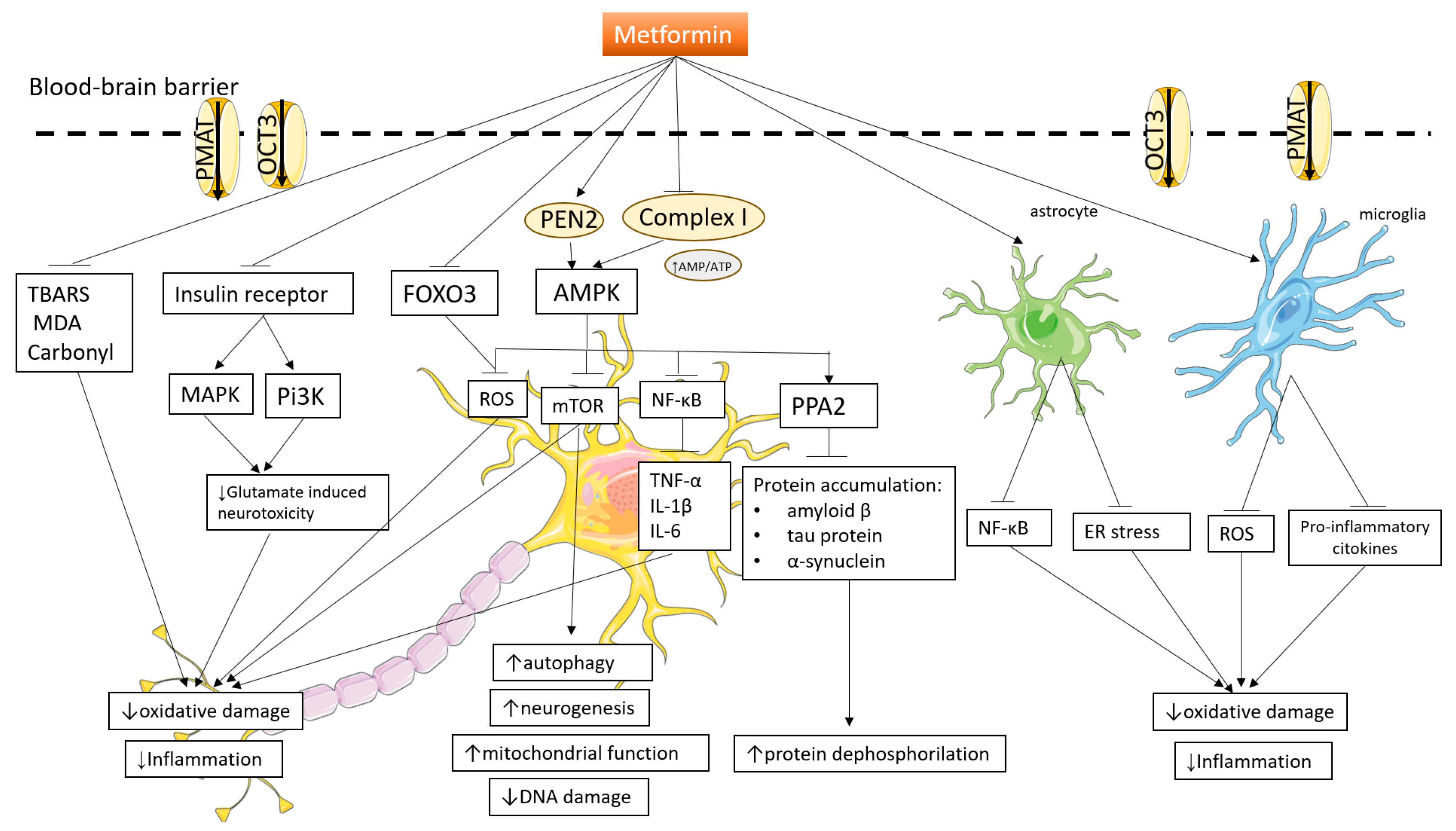 Pharmaceuticals 16 01714 g005