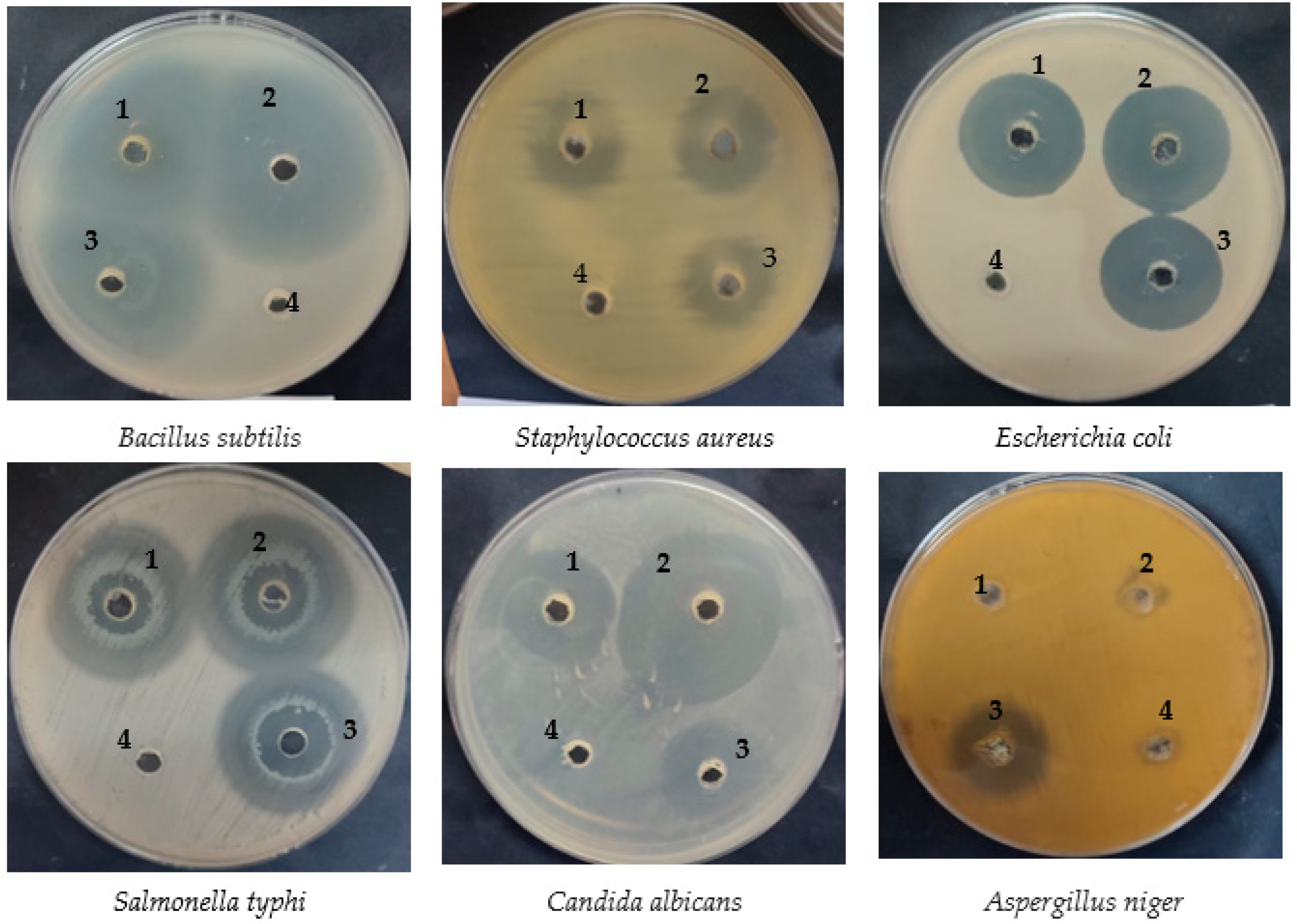 Pharmaceuticals 16 01731 g002