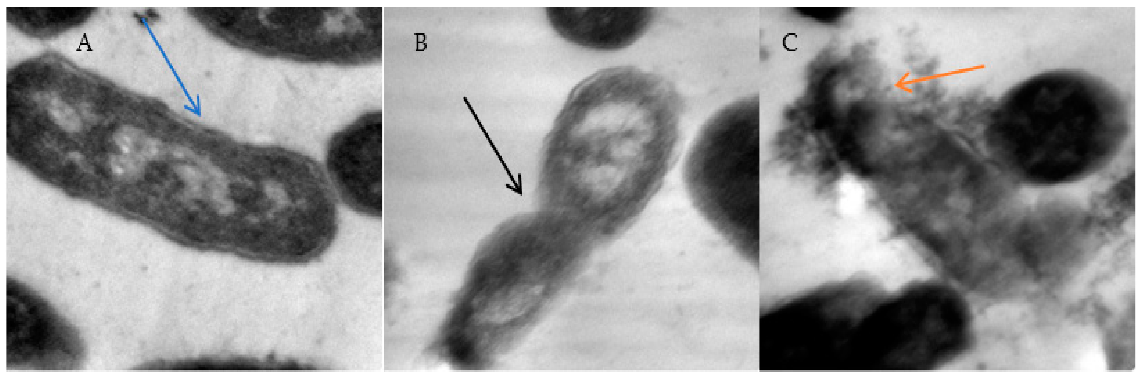 Pharmaceuticals 16 01731 g003