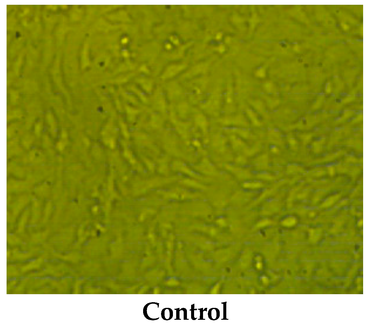 Pharmaceuticals 16 01731 g004a