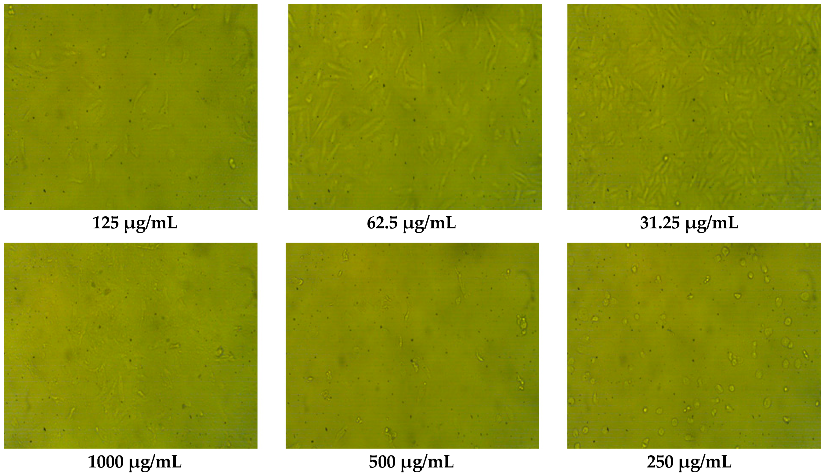 Pharmaceuticals 16 01731 g004b