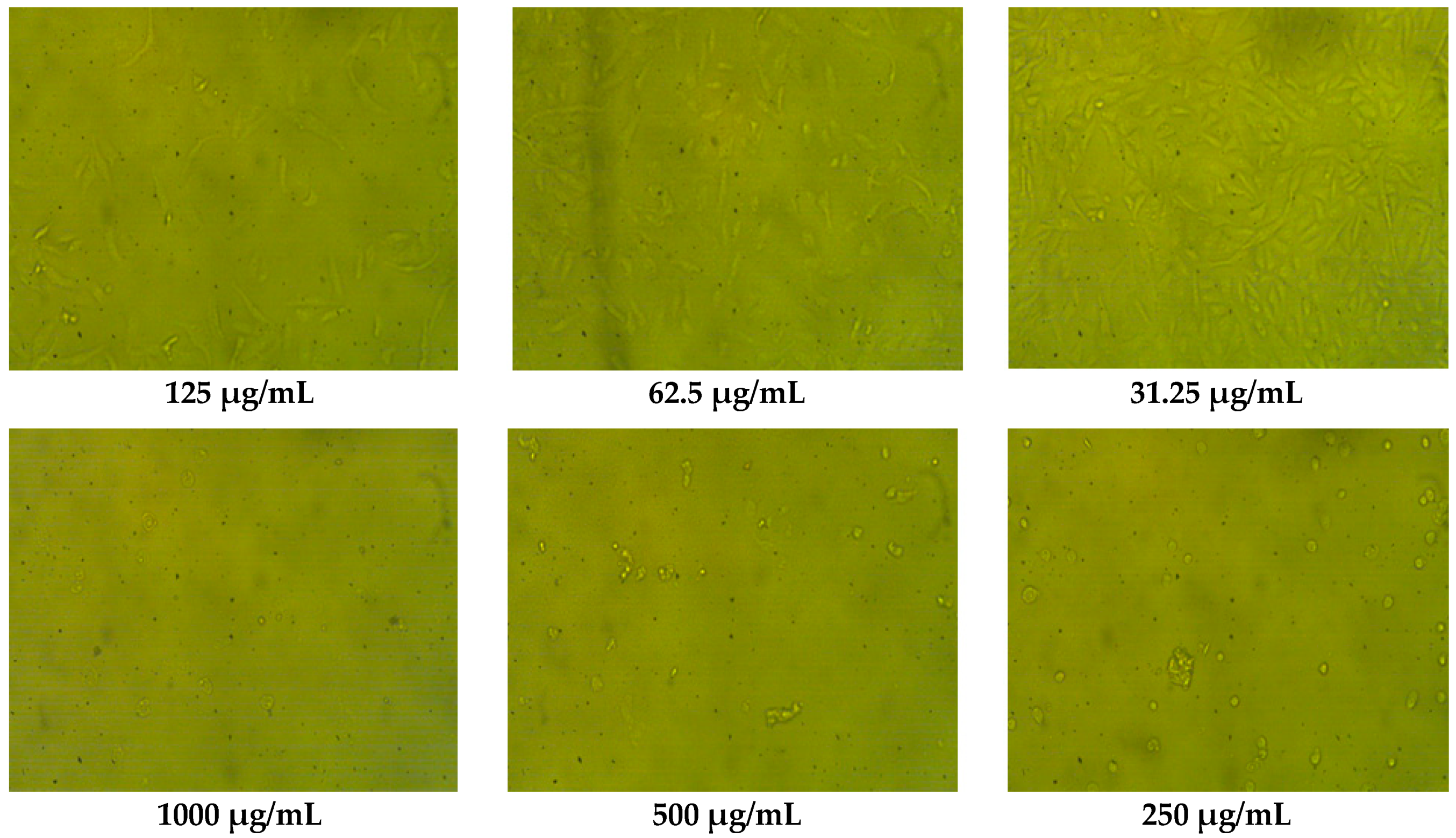 Pharmaceuticals 16 01731 g005