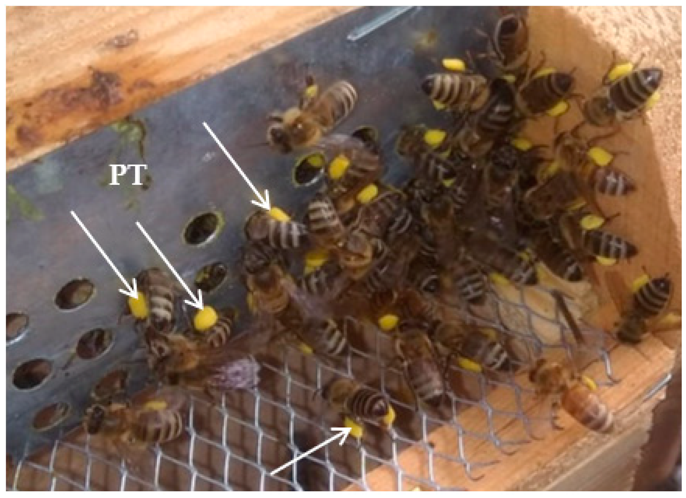 Pharmaceuticals 16 01731 g006