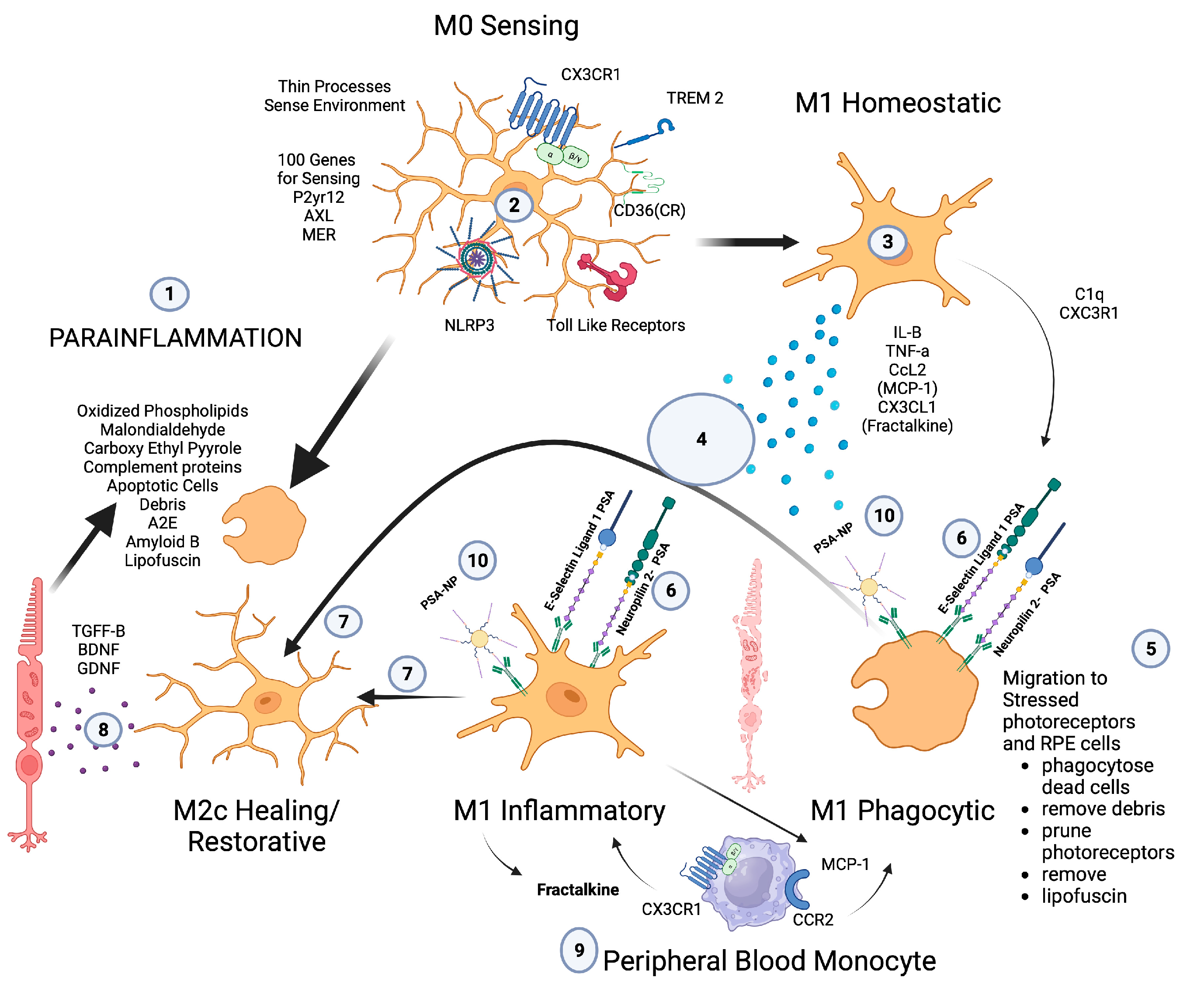 Pharmaceuticals 16 01735 g002 Pharmaceuticals 16 01735 g002