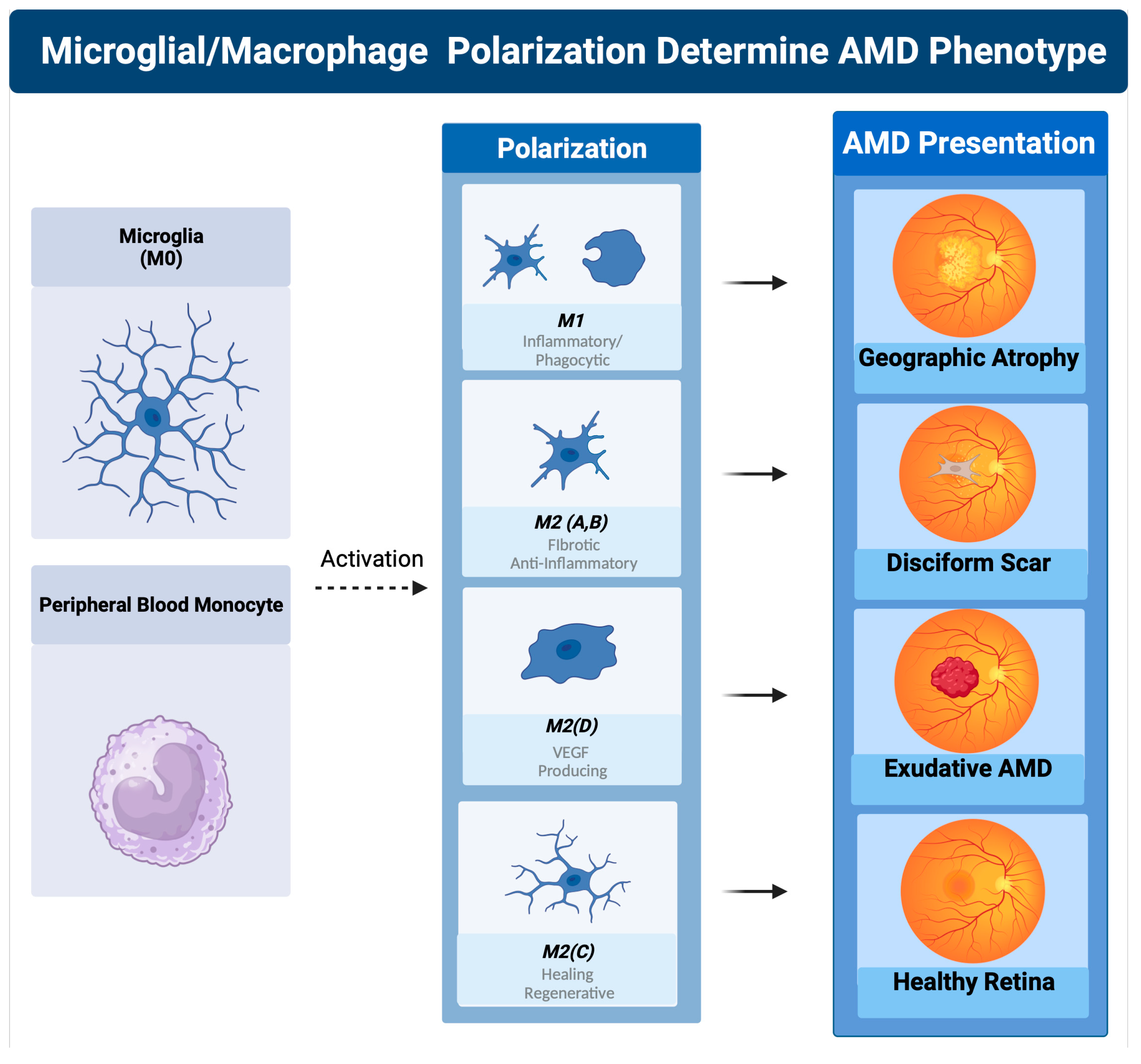 Pharmaceuticals 16 01735 g004 Pharmaceuticals 16 01735 g004