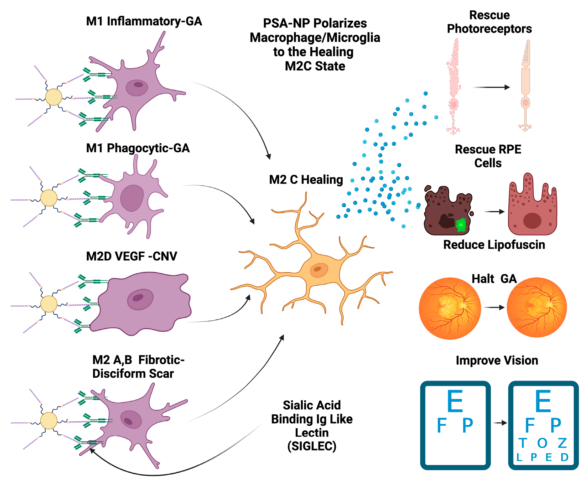 Pharmaceuticals 16 01735 g005 Pharmaceuticals 16 01735 g005