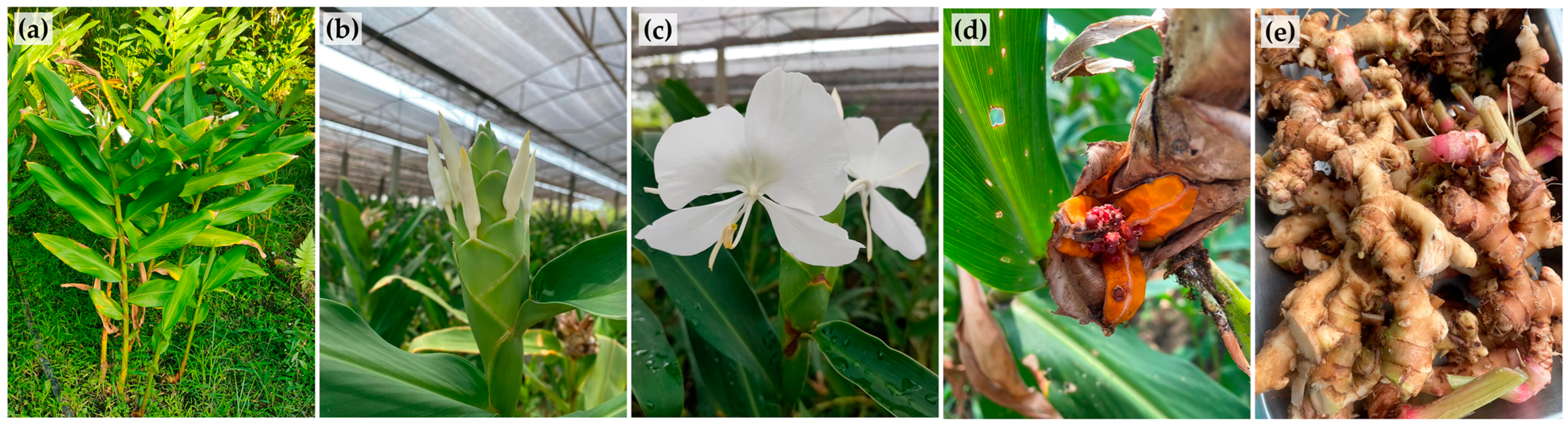 Pharmaceuticals 16 01738 g001