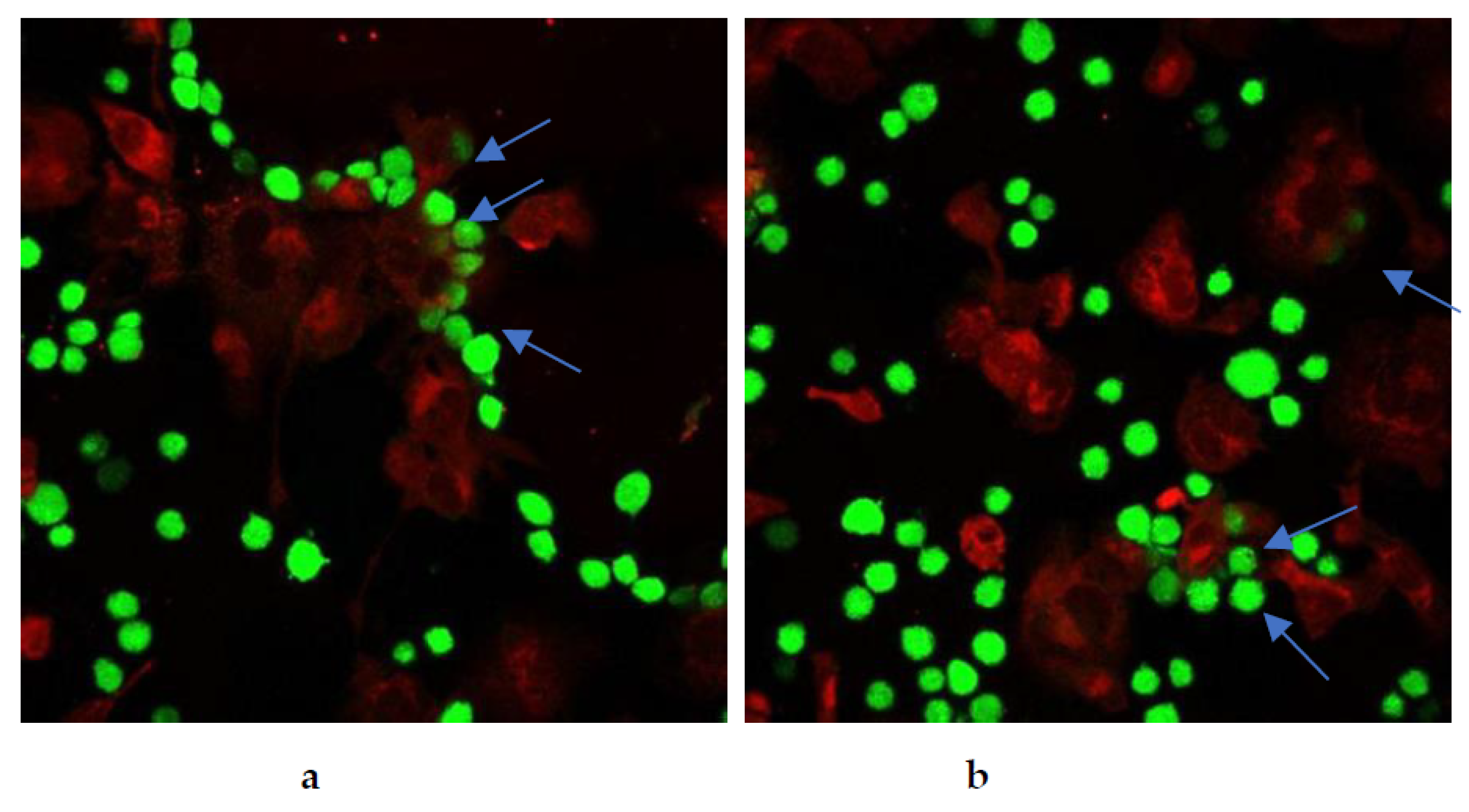 Pharmaceuticals 17 00005 g023 Pharmaceuticals 17 00005 g023