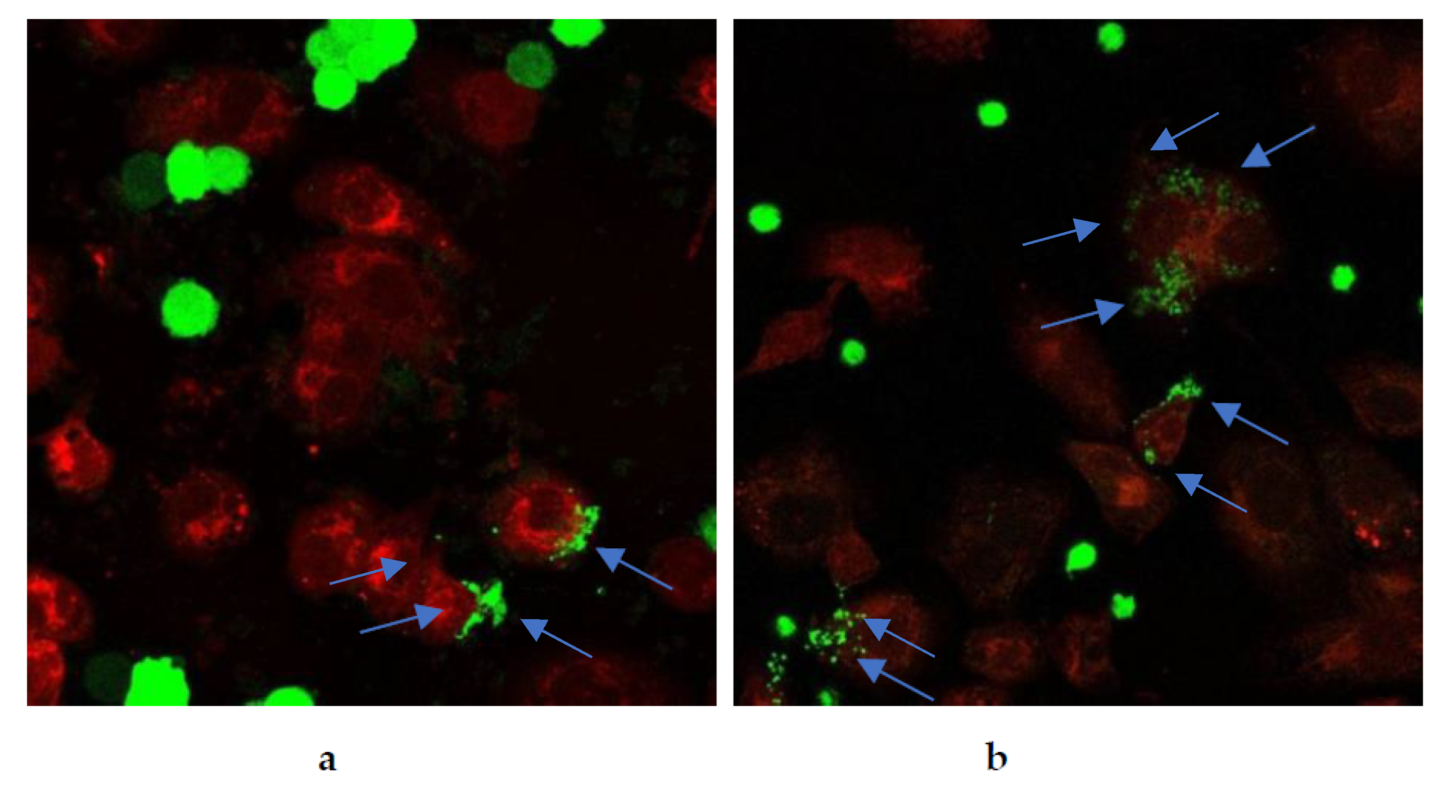 Pharmaceuticals 17 00005 g024 Pharmaceuticals 17 00005 g024