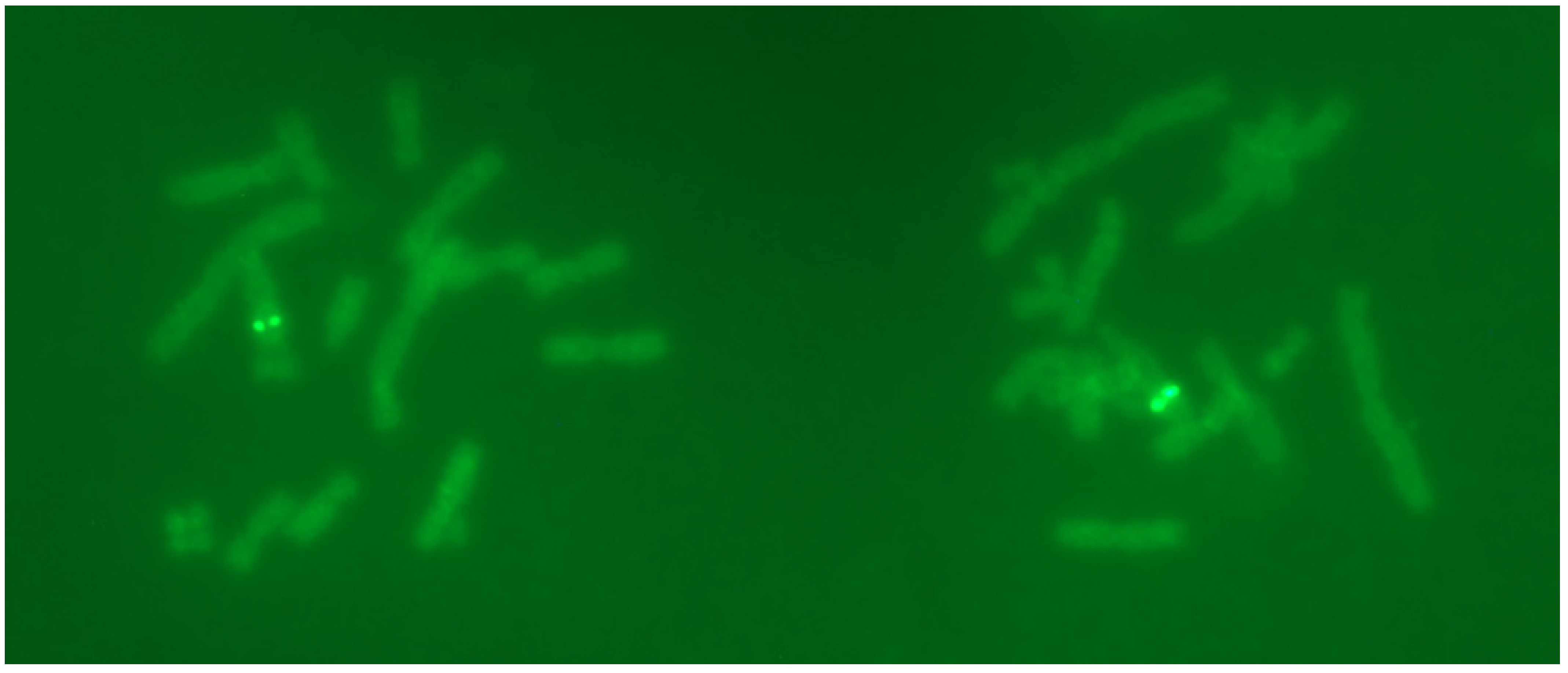 Pharmaceuticals 17 00008 g002