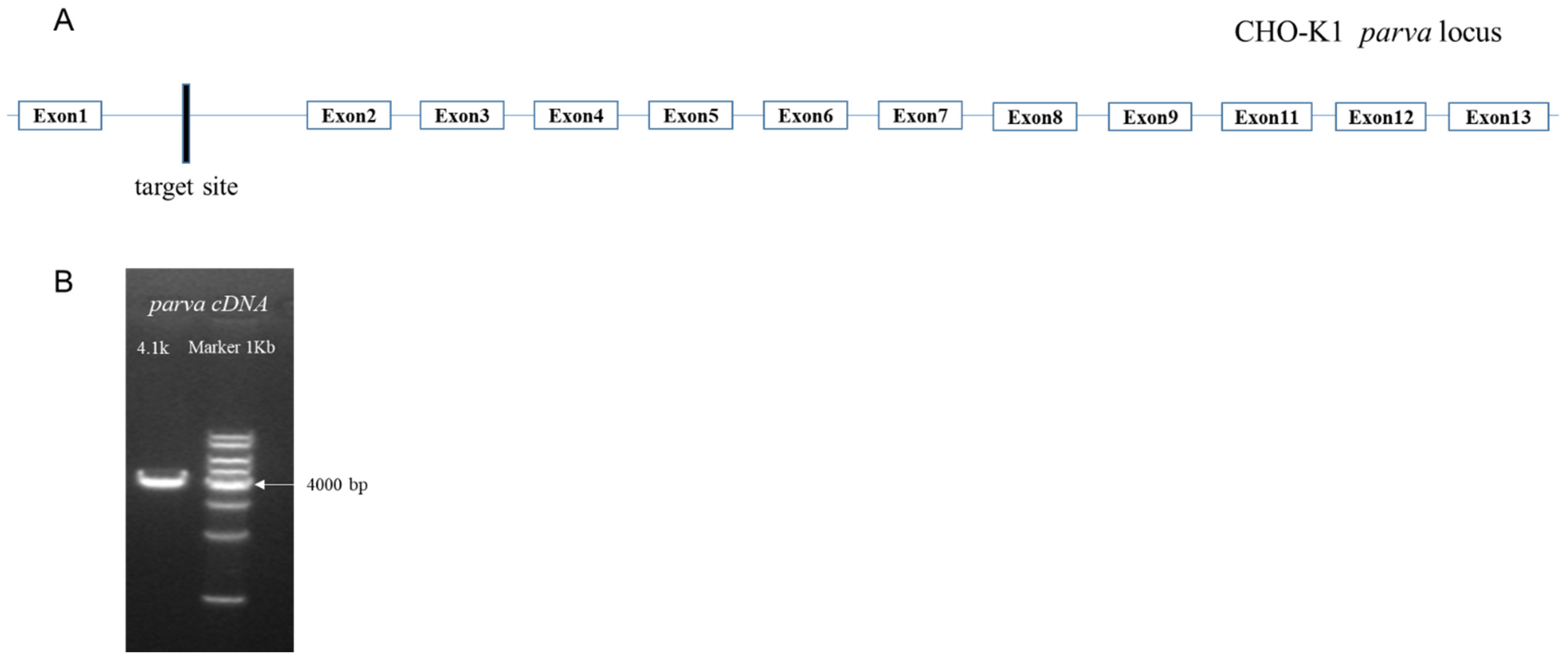 Pharmaceuticals 17 00008 g003