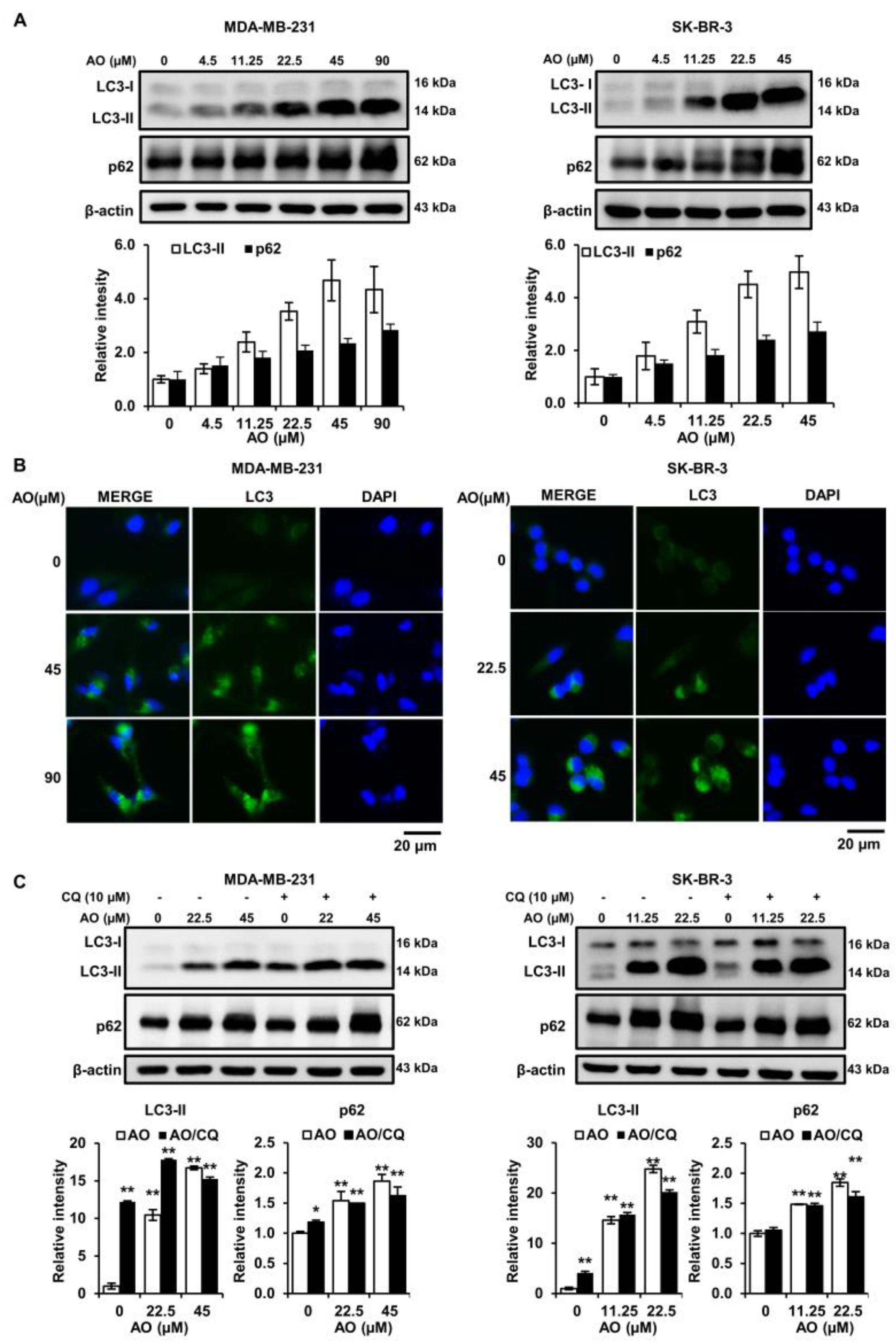 Pharmaceuticals 17 00024 g004