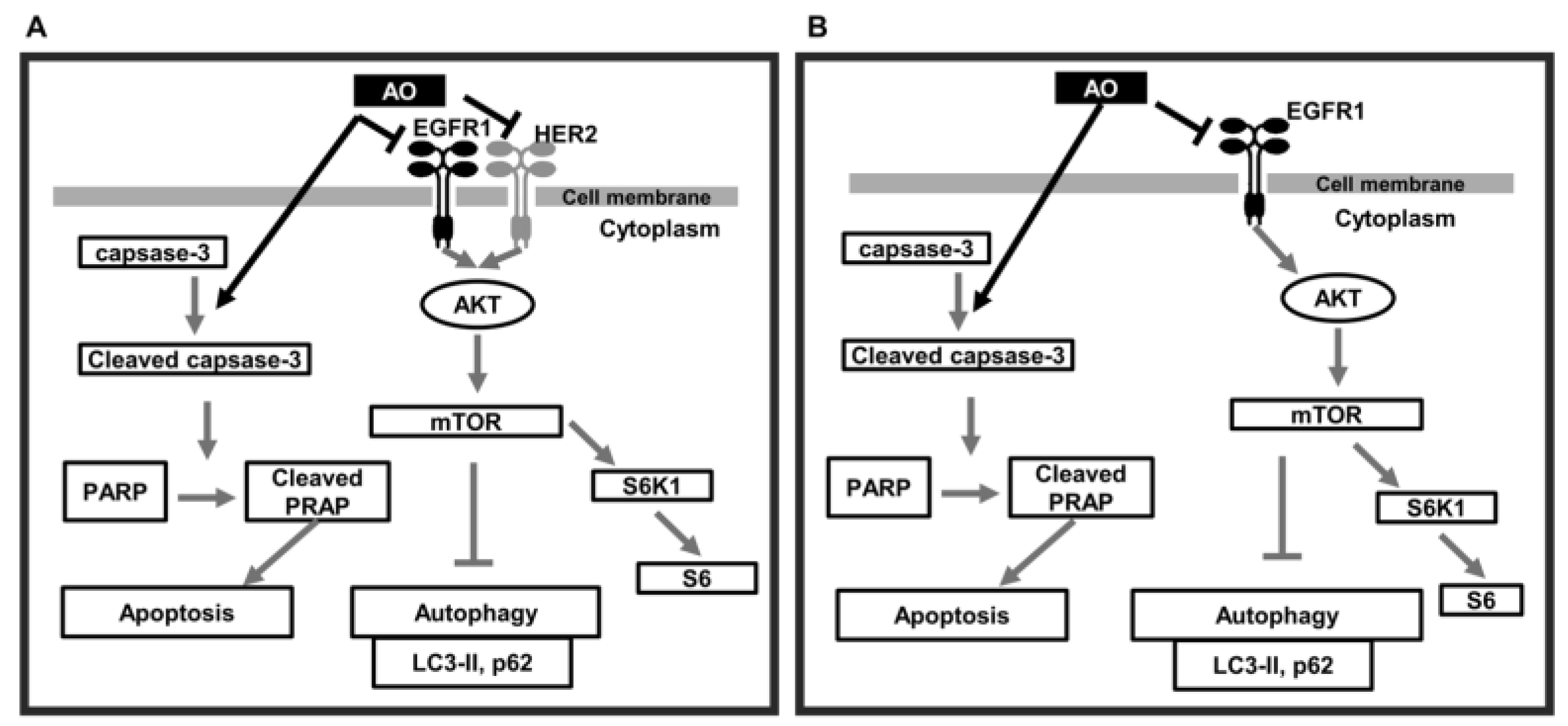 Pharmaceuticals 17 00024 g007