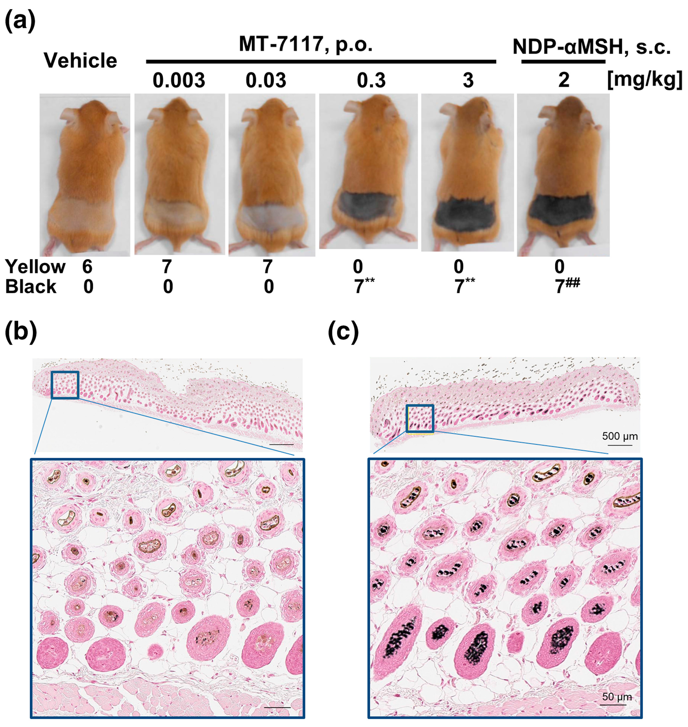 Pharmaceuticals 17 00031 g006 Pharmaceuticals 17 00031 g006