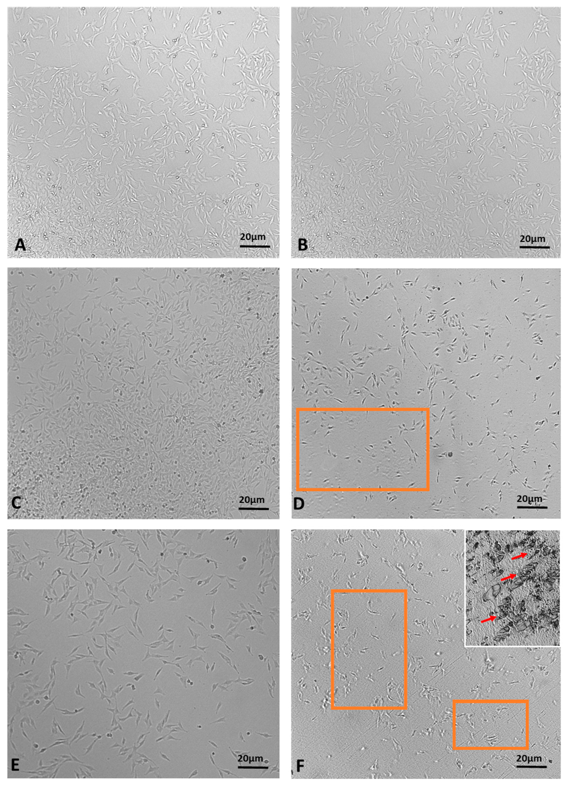Pharmaceuticals 17 00040 g008