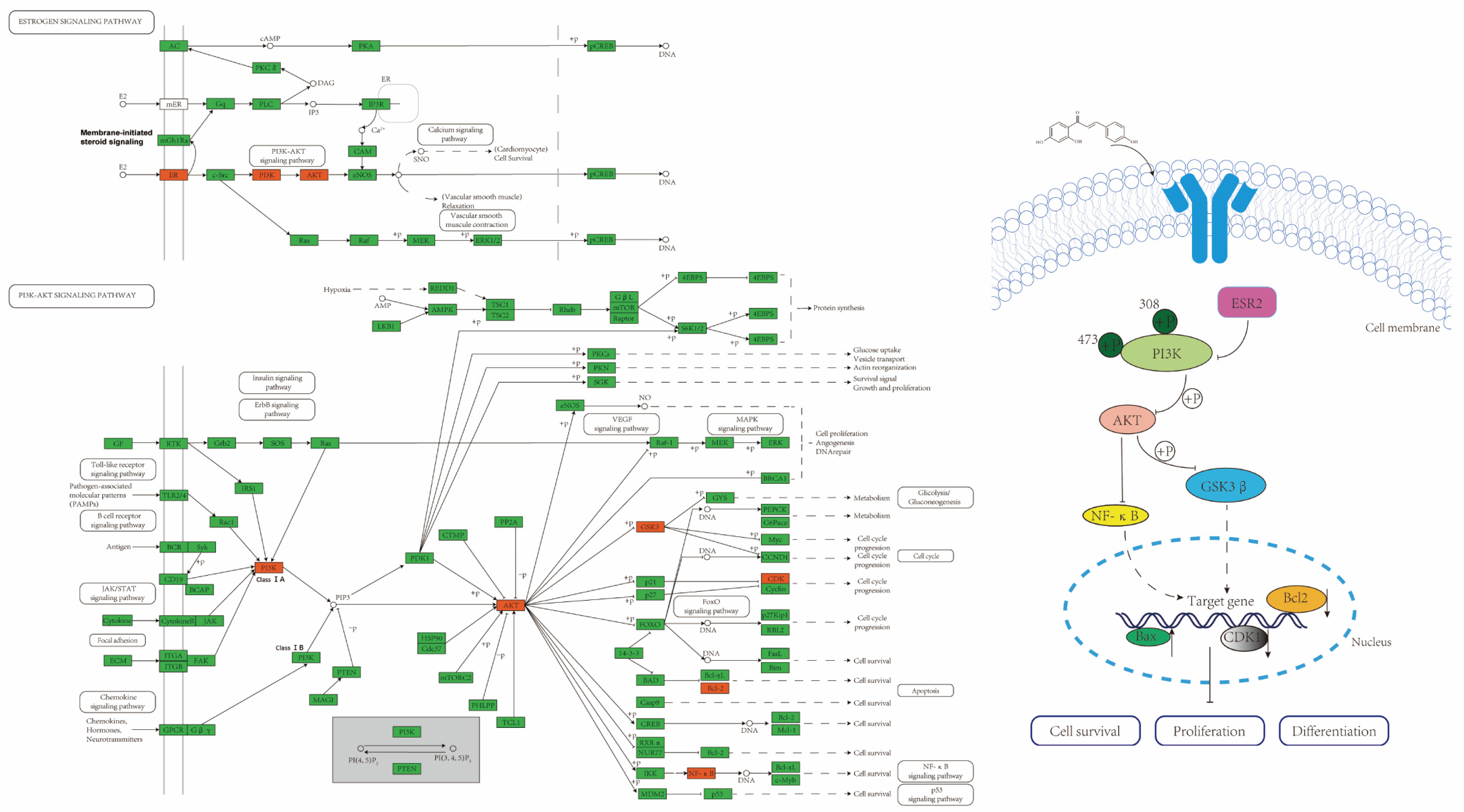 Pharmaceuticals 17 00043 g007