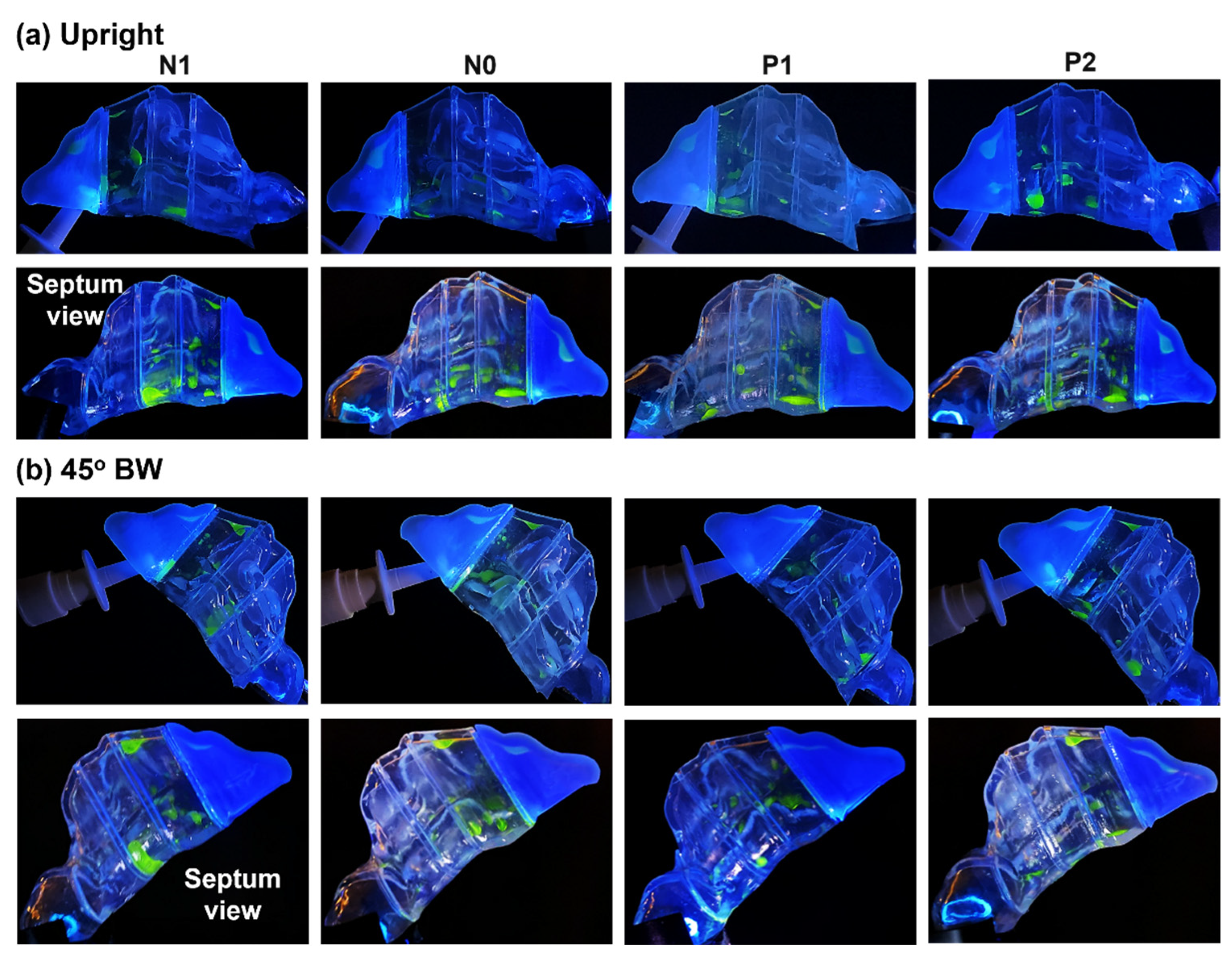 Pharmaceuticals 17 00073 g005