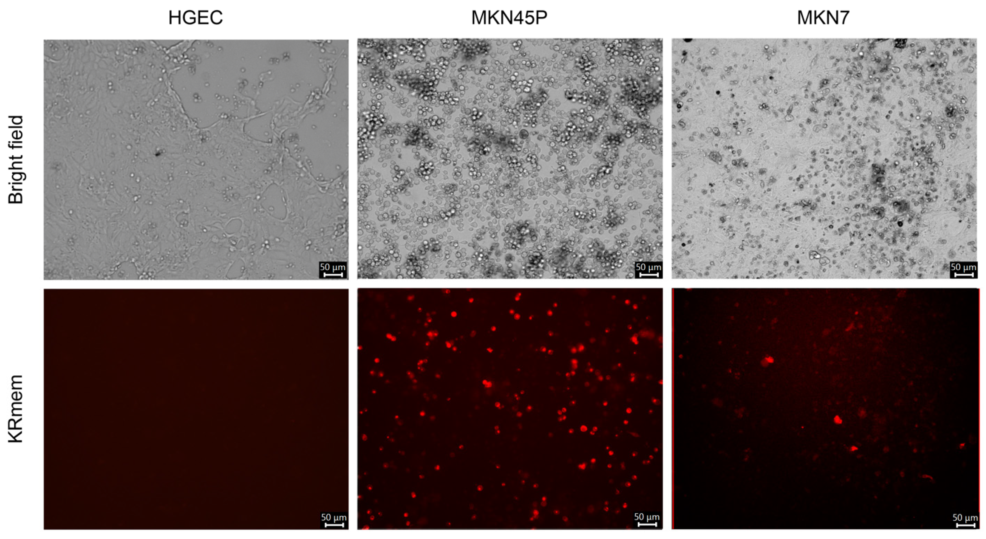 Pharmaceuticals 17 00079 g003 Pharmaceuticals 17 00079 g003