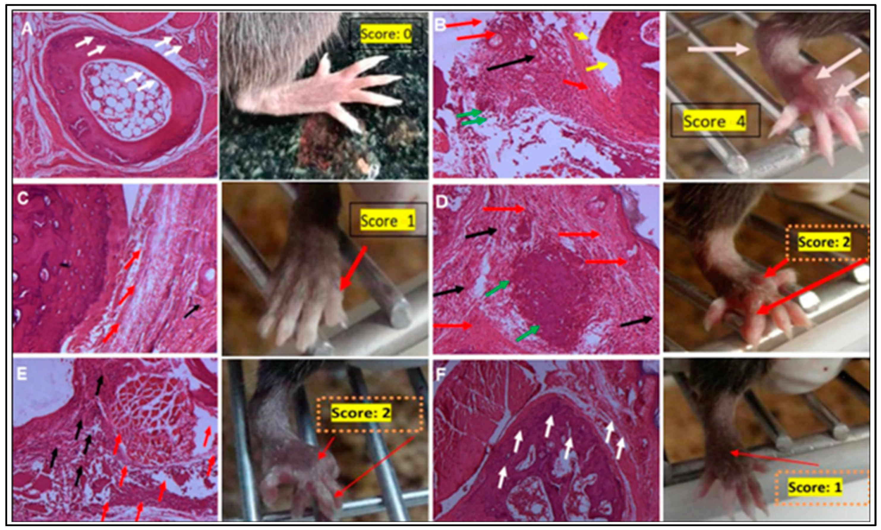 Pharmaceuticals 17 00087 g006