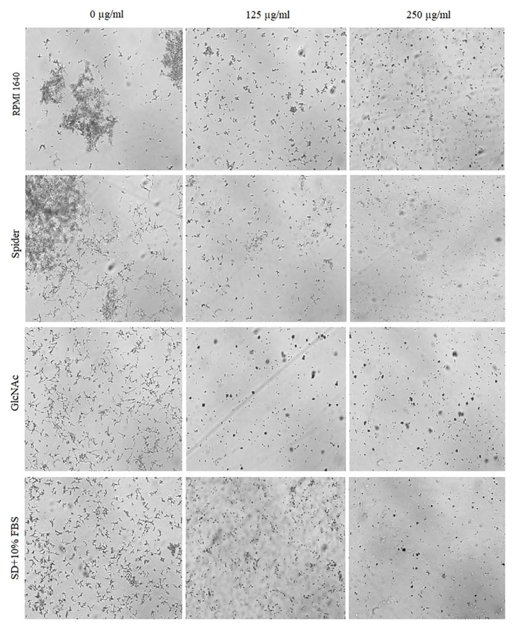 Pharmaceuticals 17 00089 g005