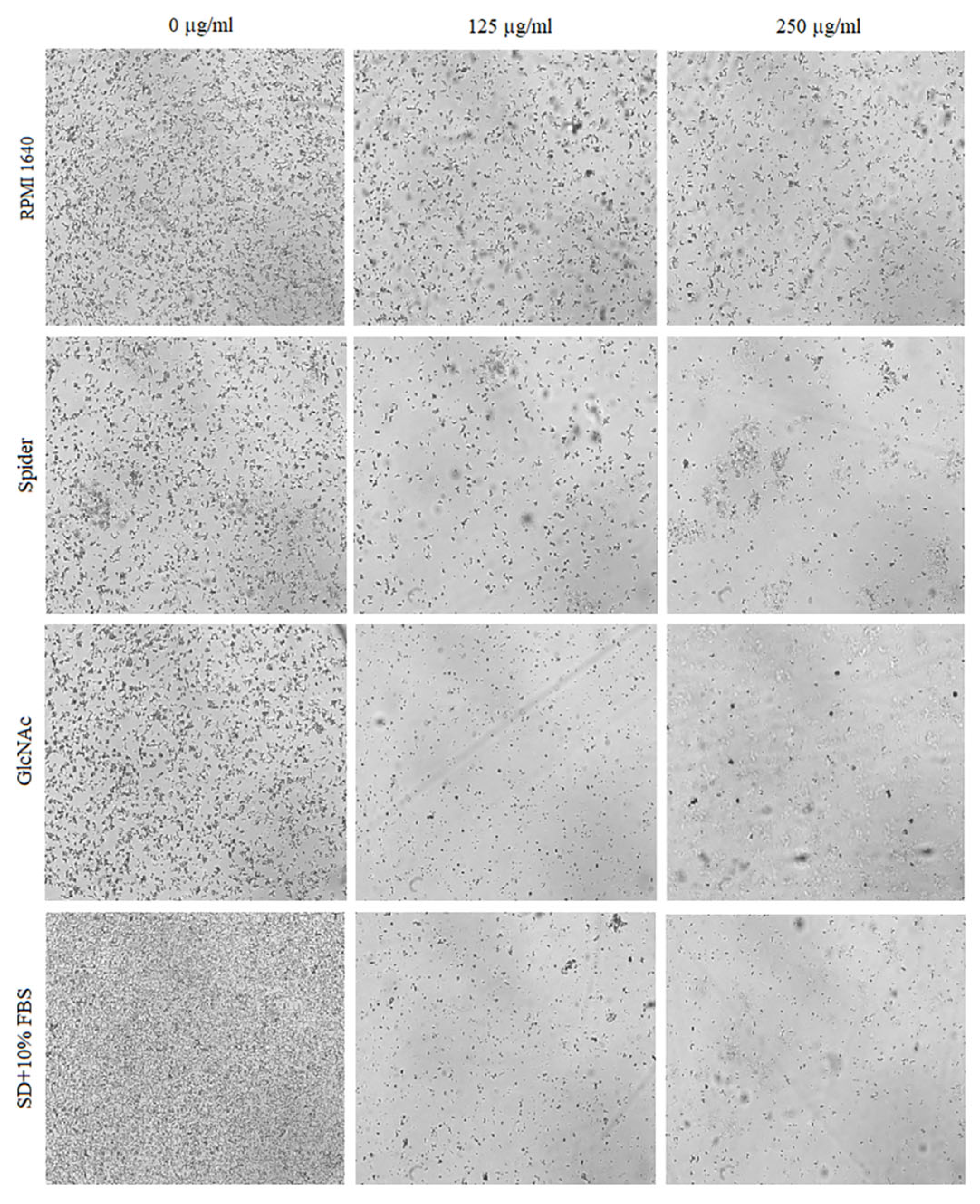 Pharmaceuticals 17 00089 g006