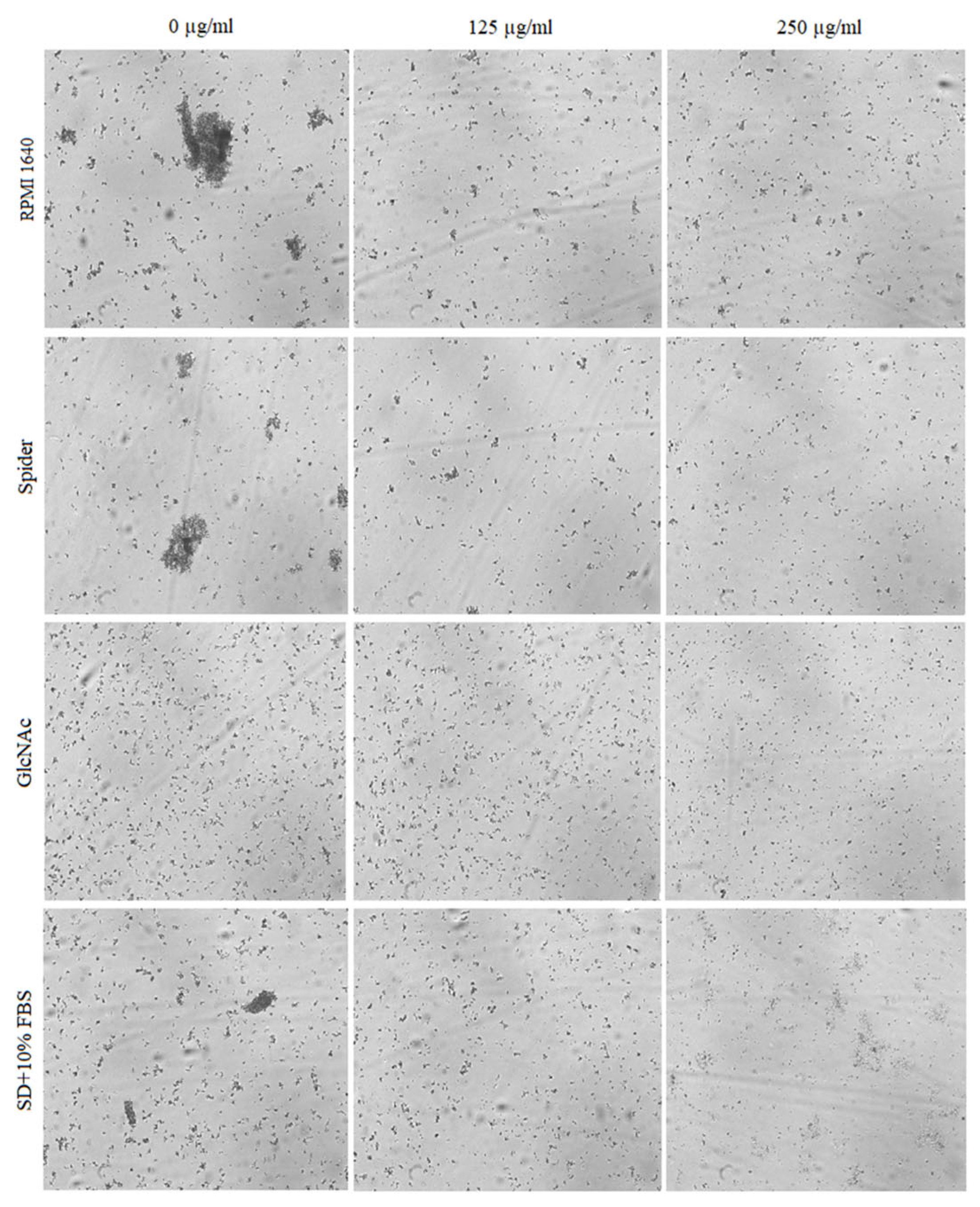 Pharmaceuticals 17 00089 g008