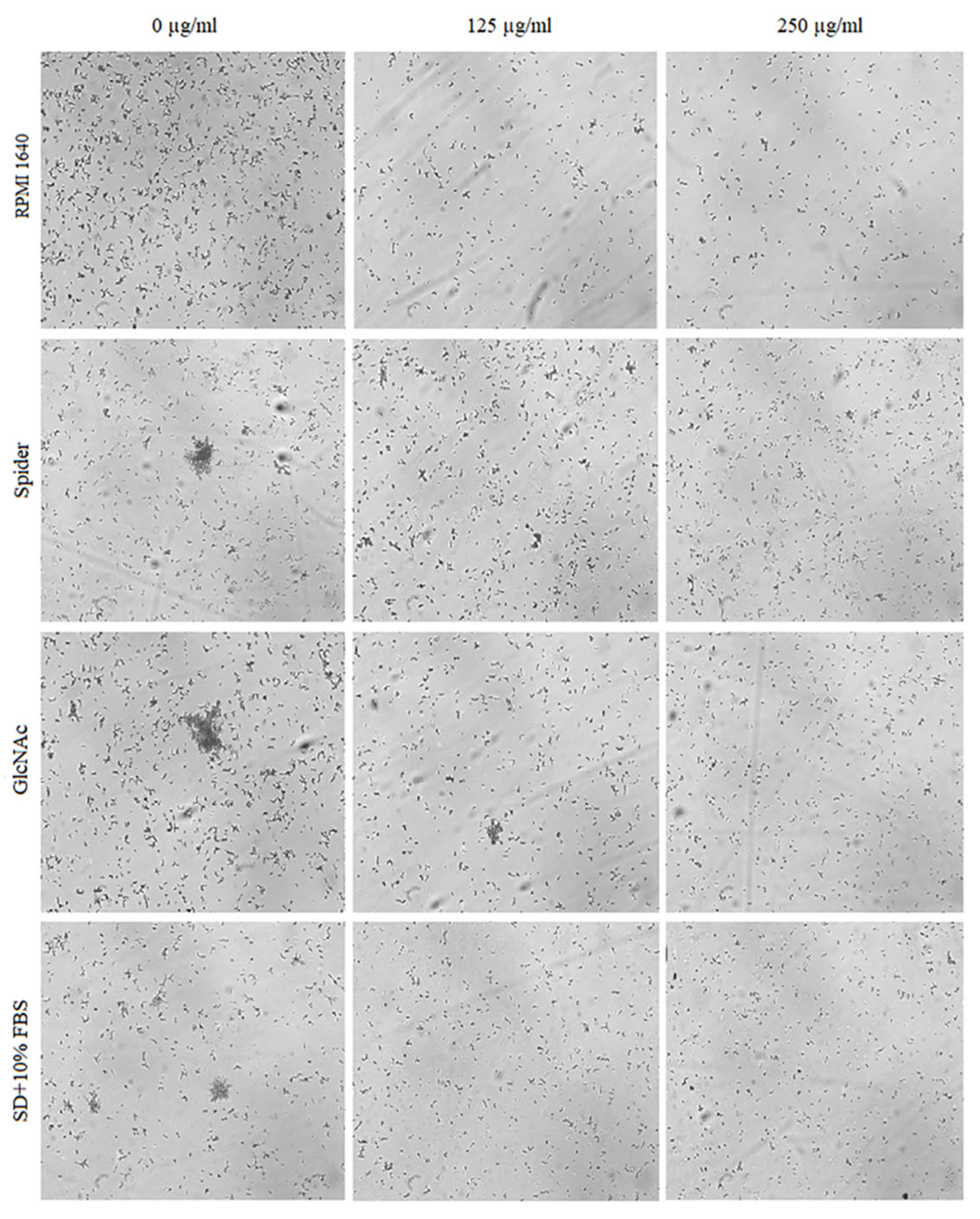 Pharmaceuticals 17 00089 g009