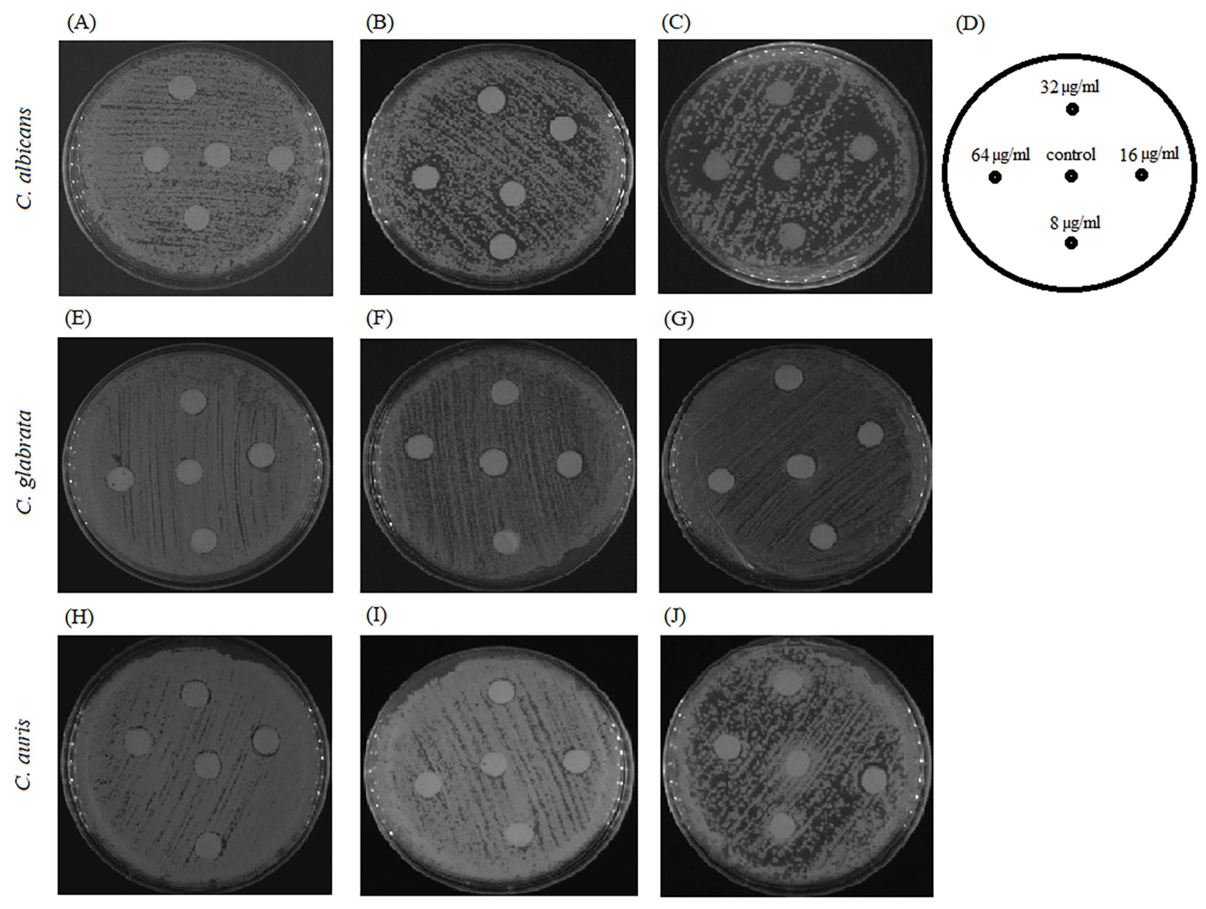 Pharmaceuticals 17 00089 g012
