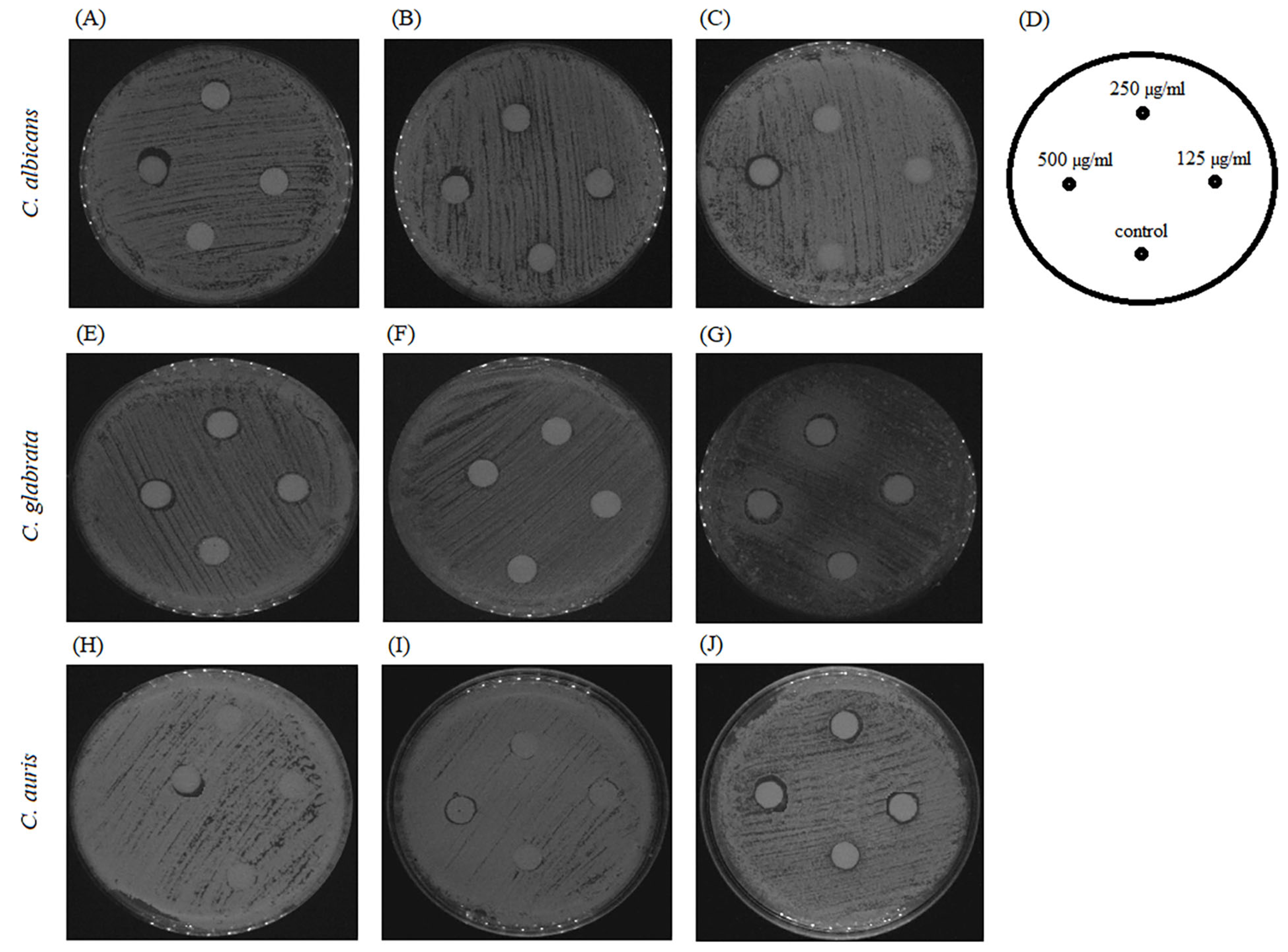 Pharmaceuticals 17 00089 g013