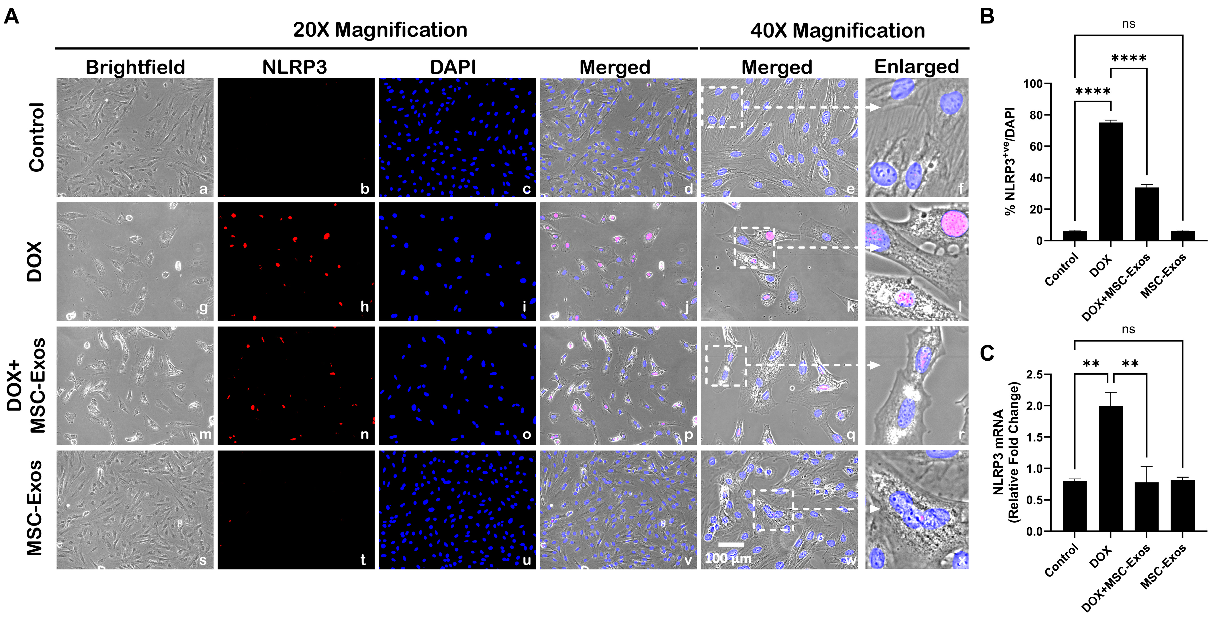 Pharmaceuticals 17 00093 g004