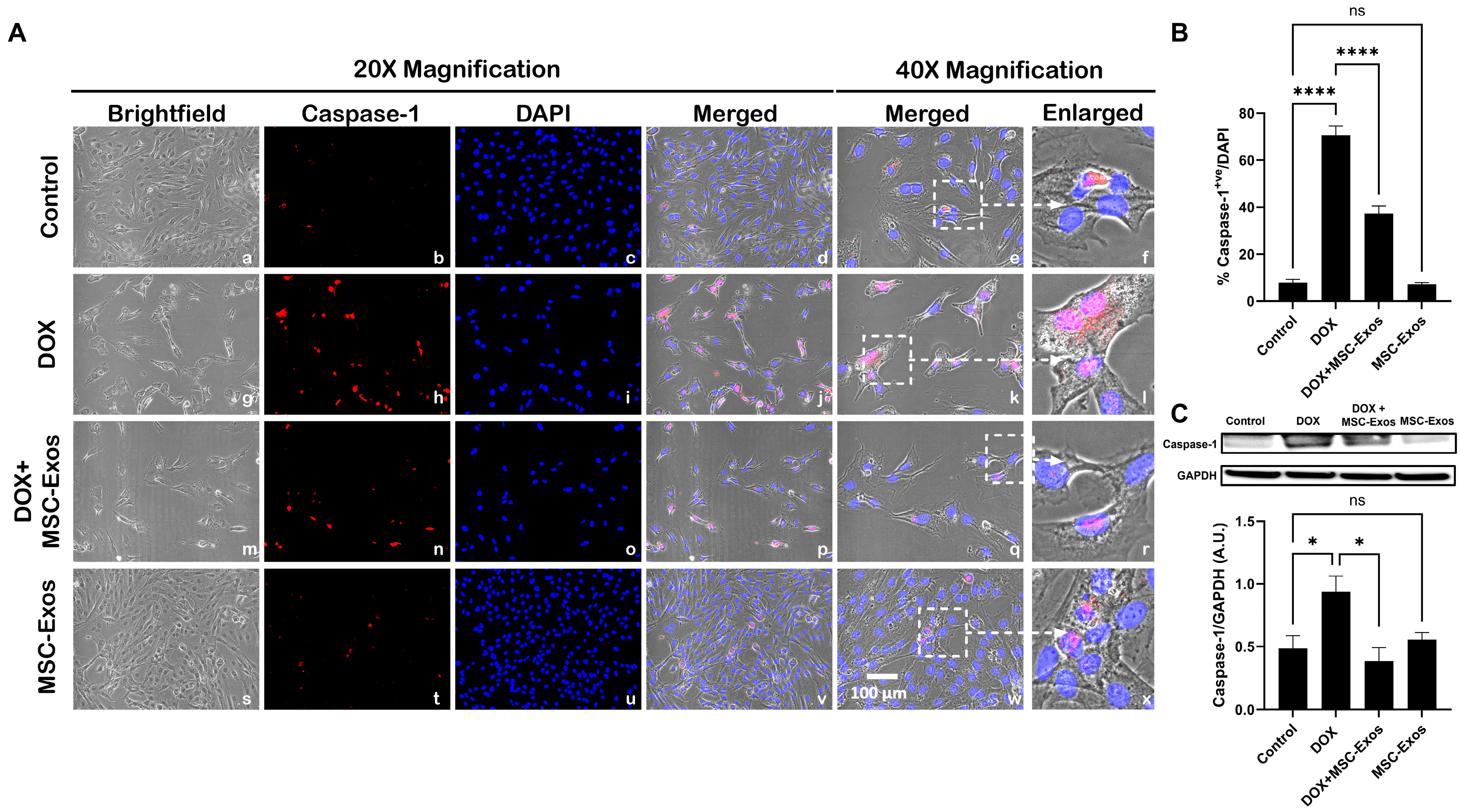 Pharmaceuticals 17 00093 g005