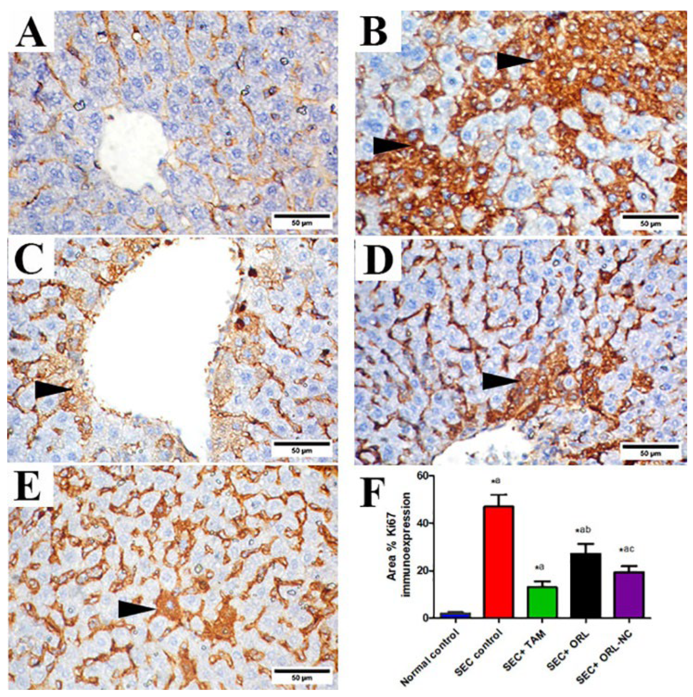 Pharmaceuticals 17 00096 g011