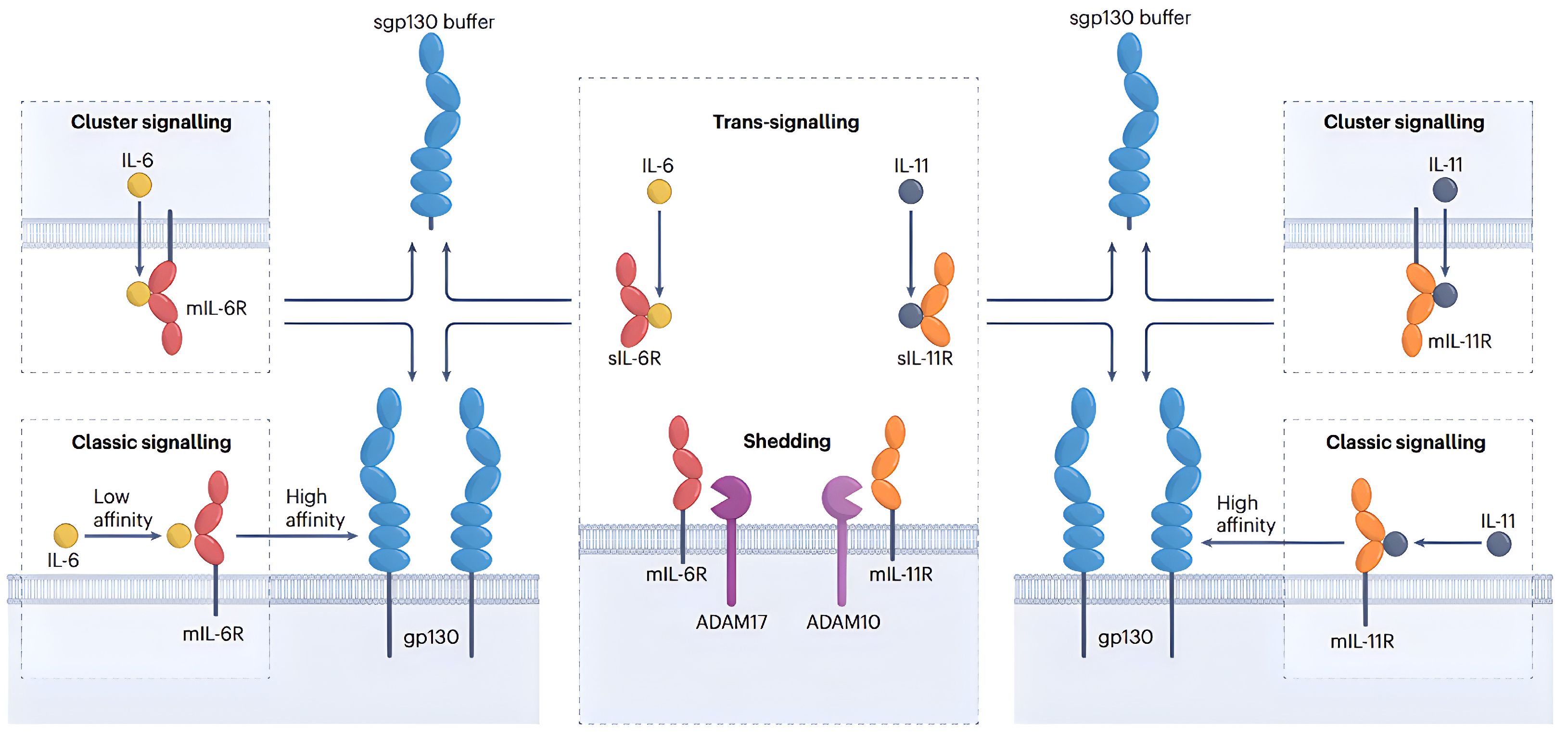 Pharmaceuticals 17 00109 g005 Pharmaceuticals 17 00109 g005