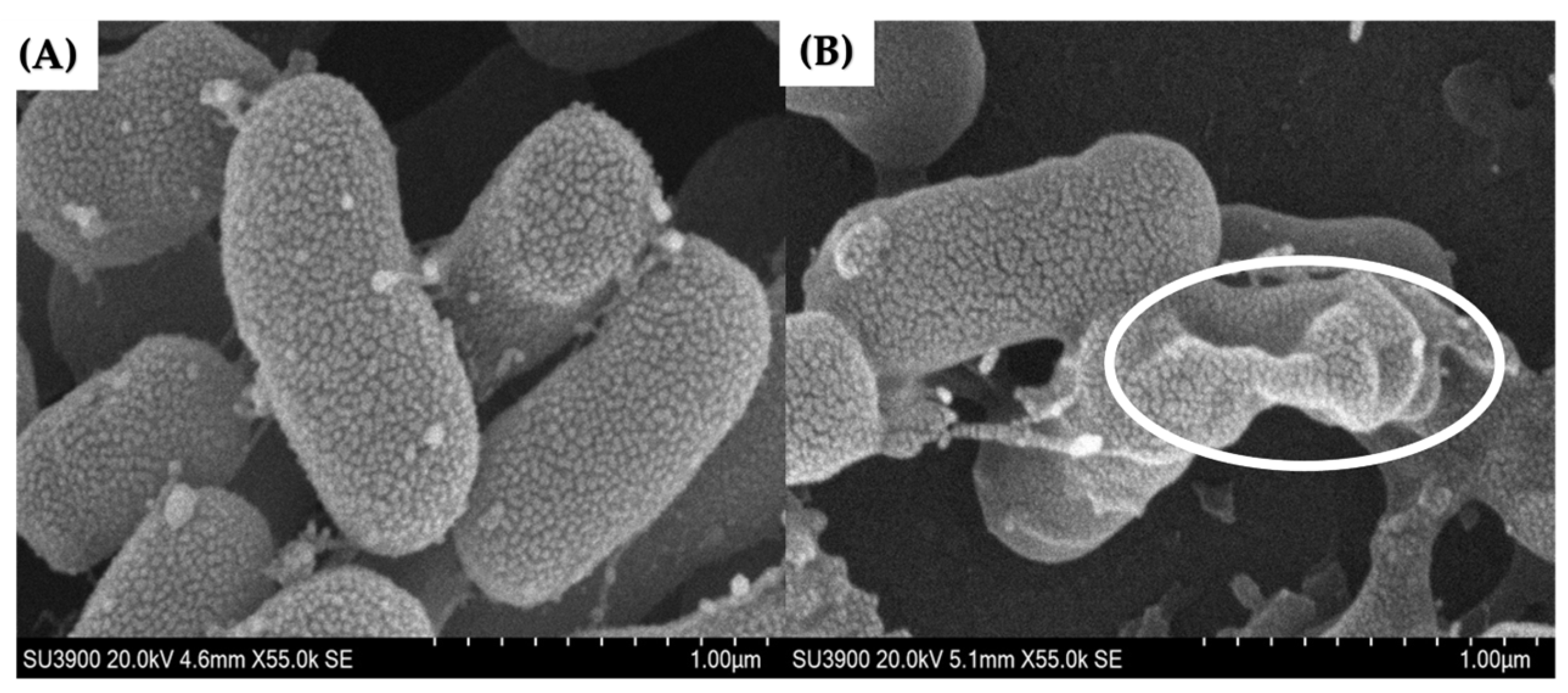 Pharmaceuticals 17 00155 g002